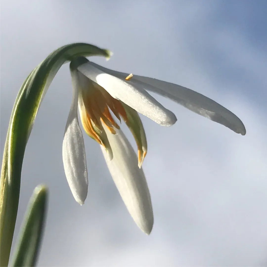 Galanthus Orange Star