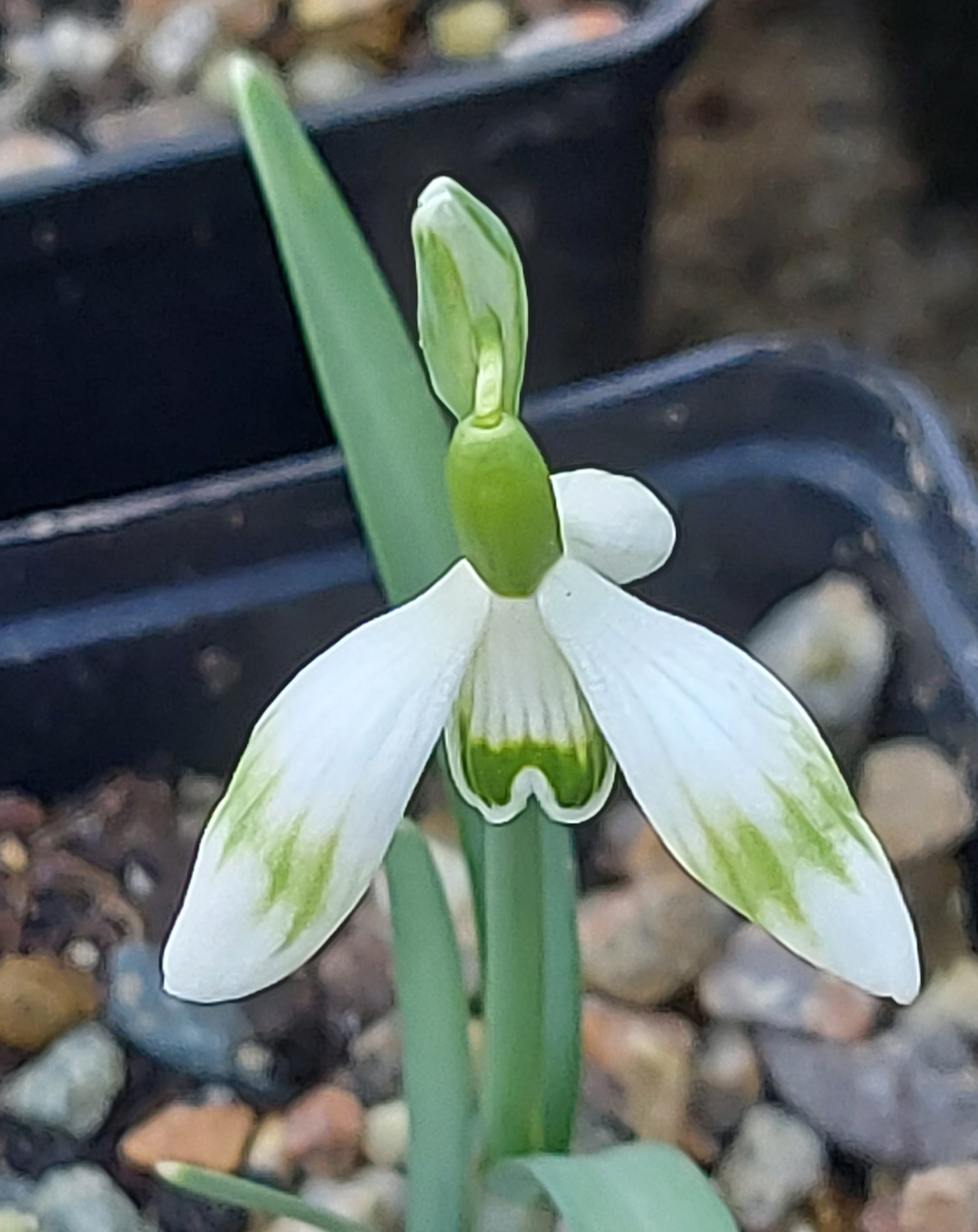 Galanthus Green Ibis