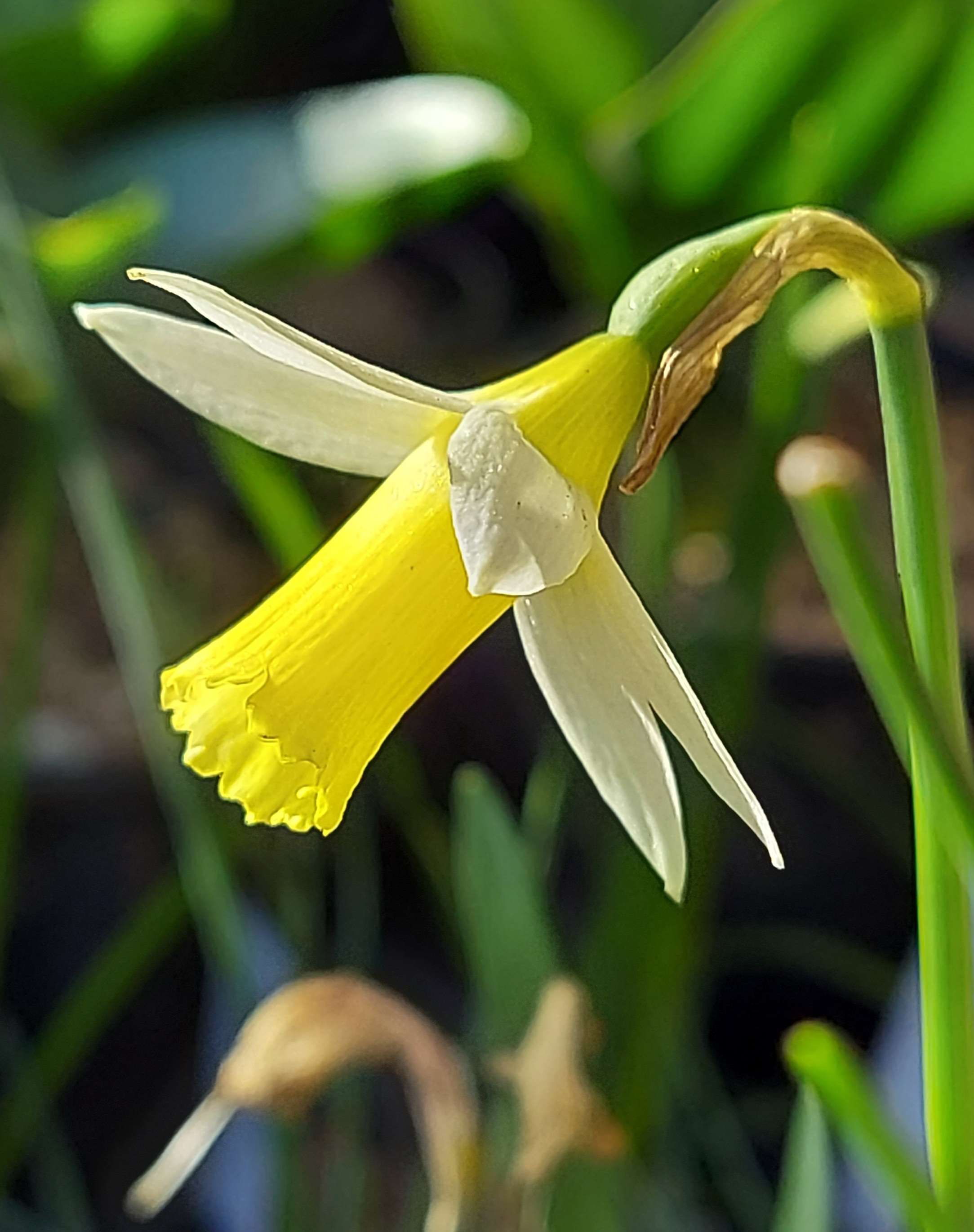 Narcissus Snipelet