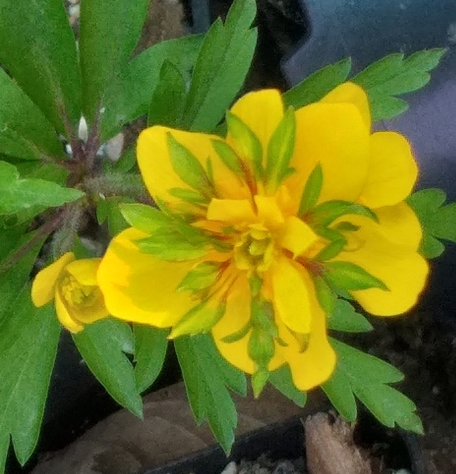 Anemone ranunculoides Golden Dream