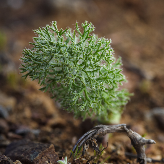 Eriospermum paradoxum