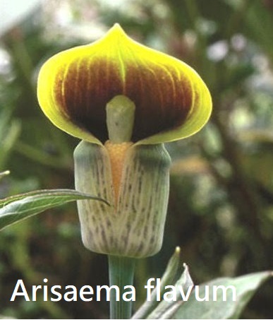 Arisaema flavum