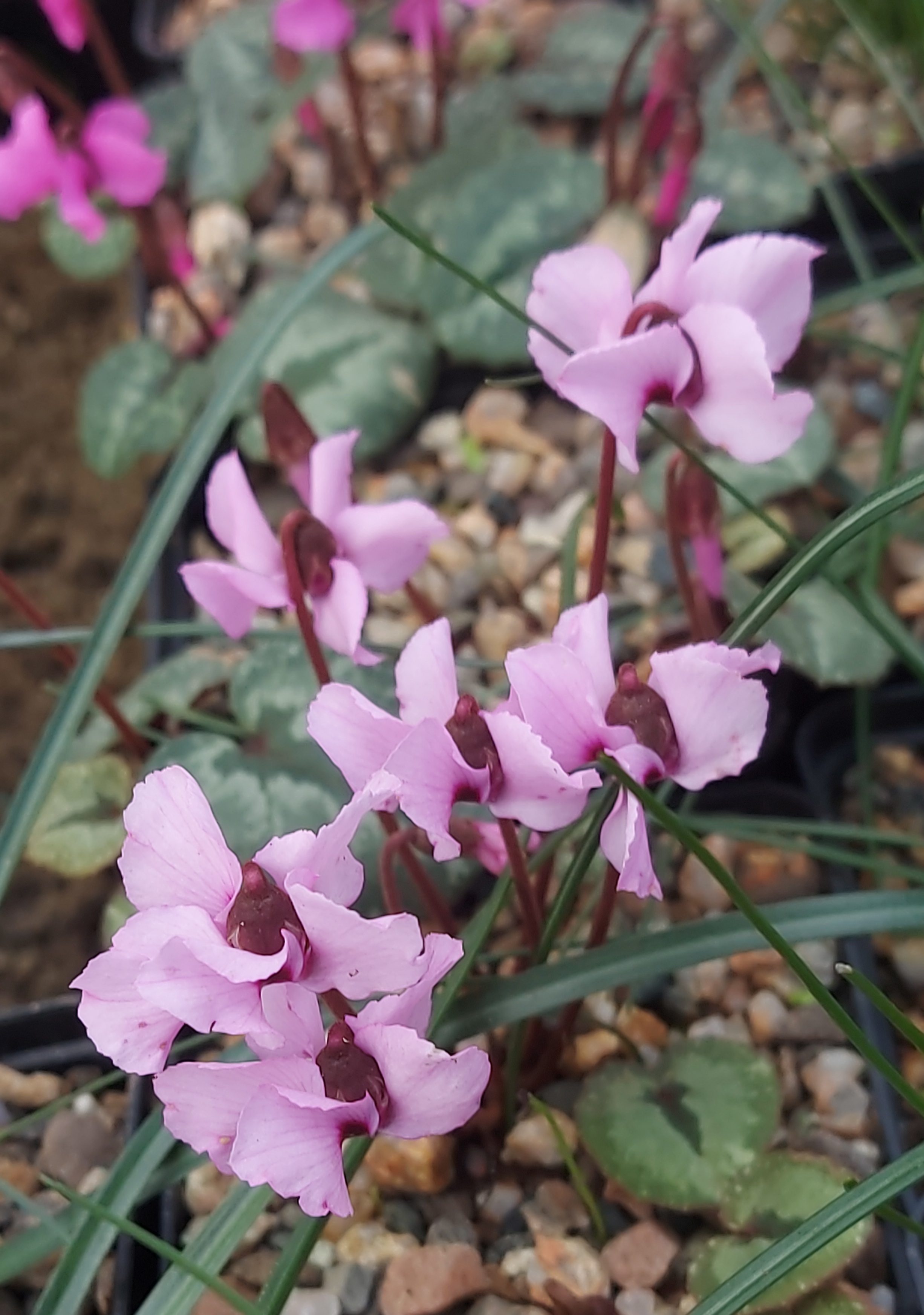 Cyclamen alpinum