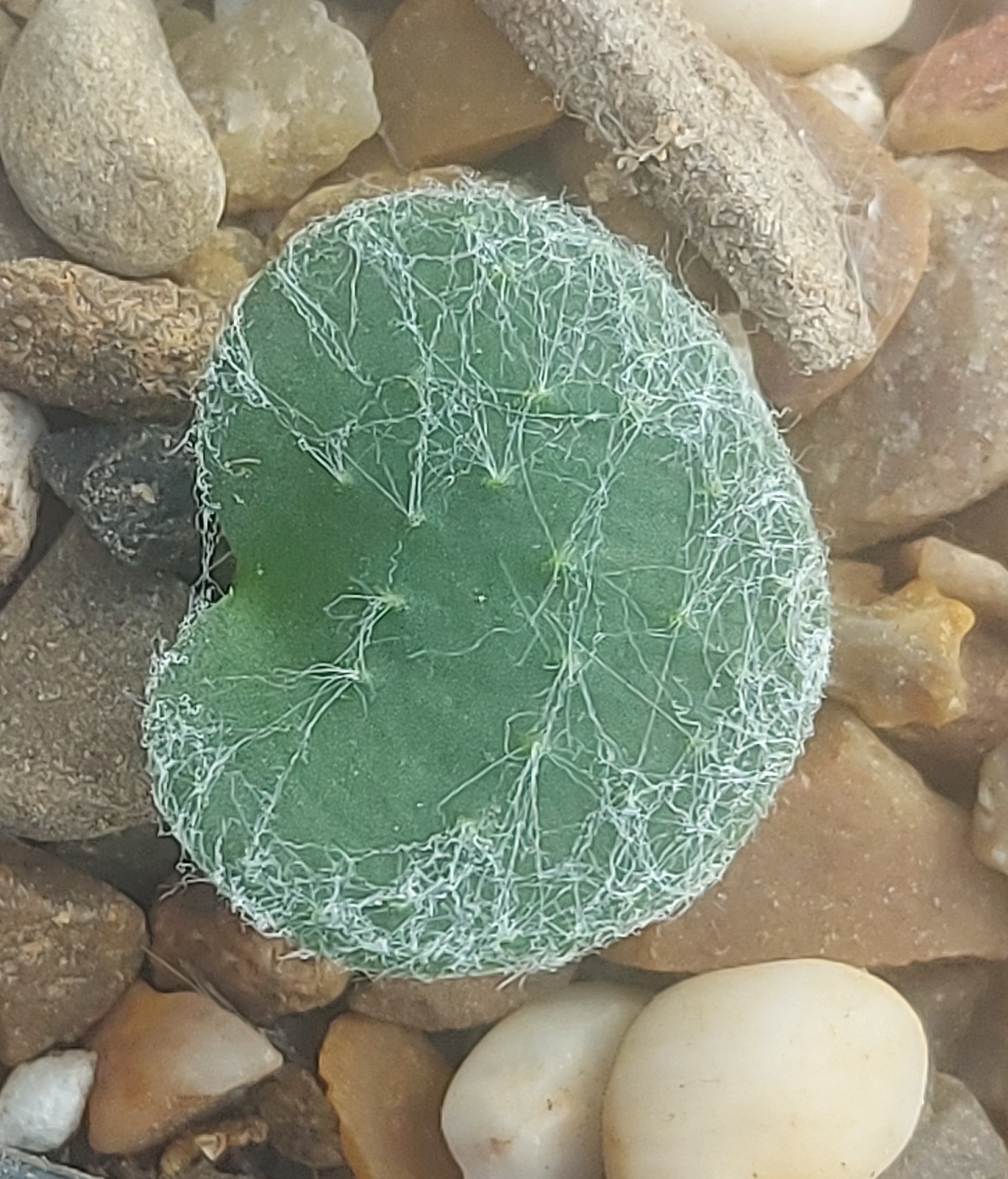 Eriospermum arachnoideum