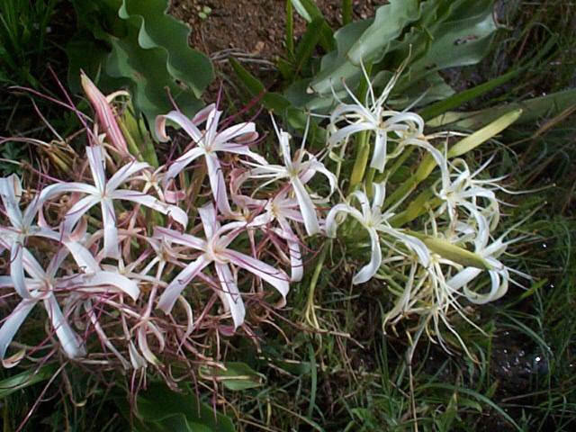 Crinum buphanoides