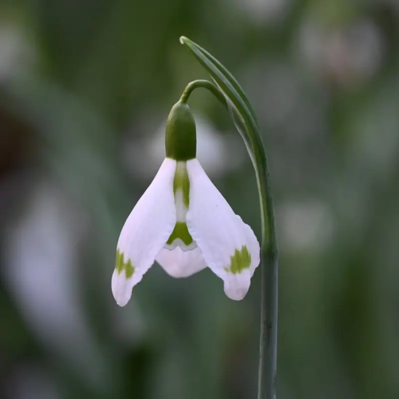 Galanthus Essex Girl