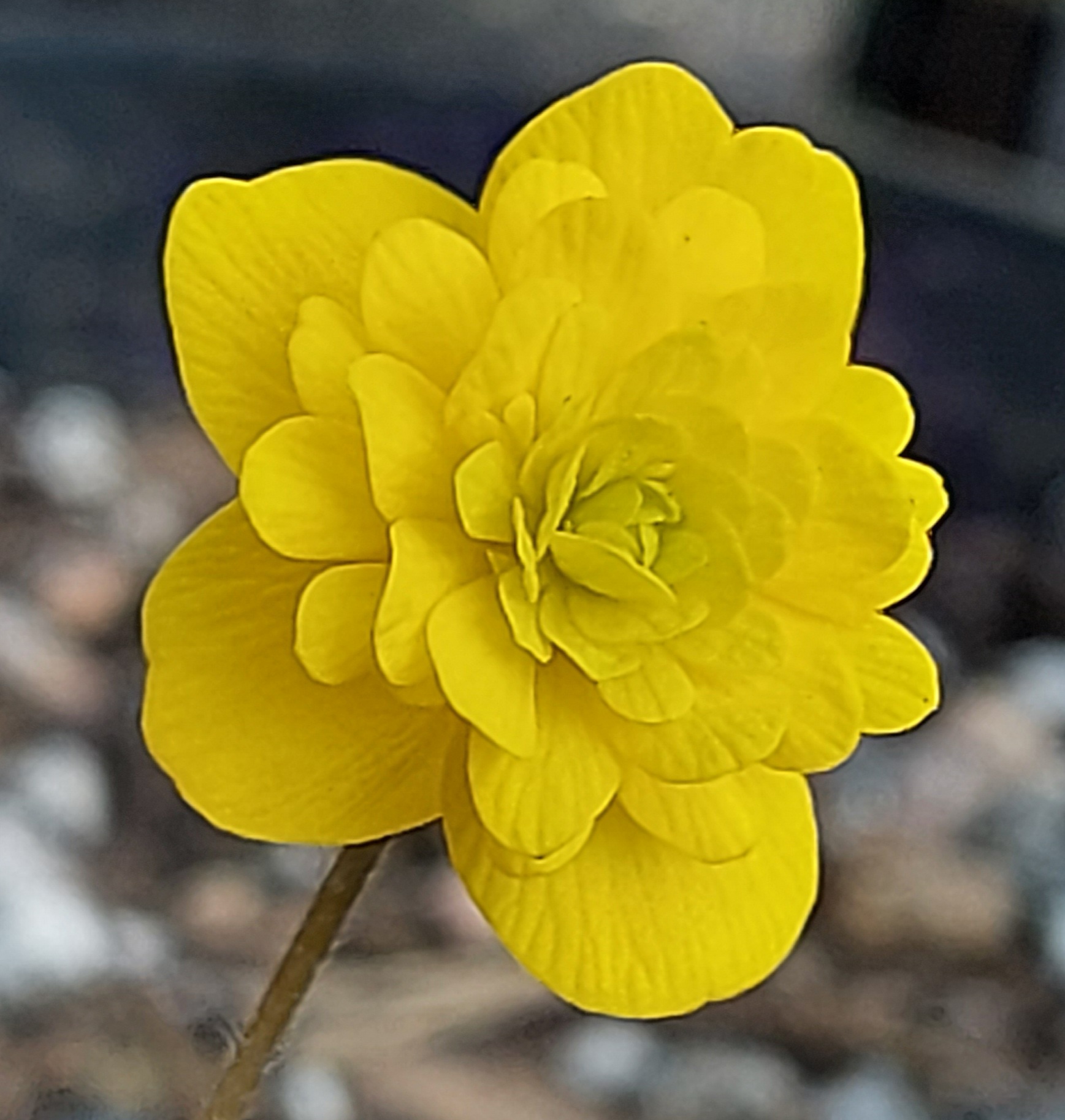 Anemone ranunculoides Linda