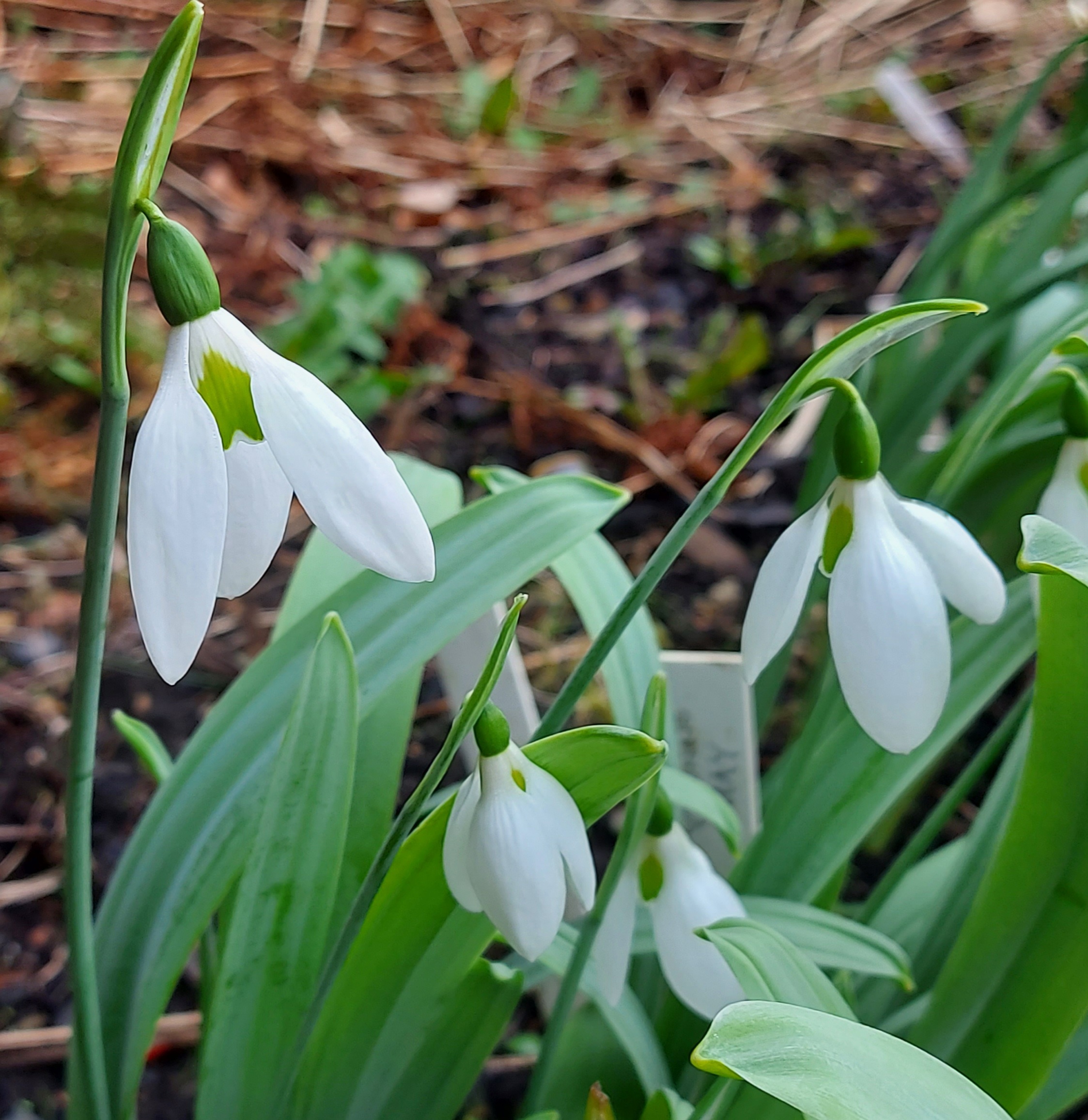 Galanthus Yvonne Hay