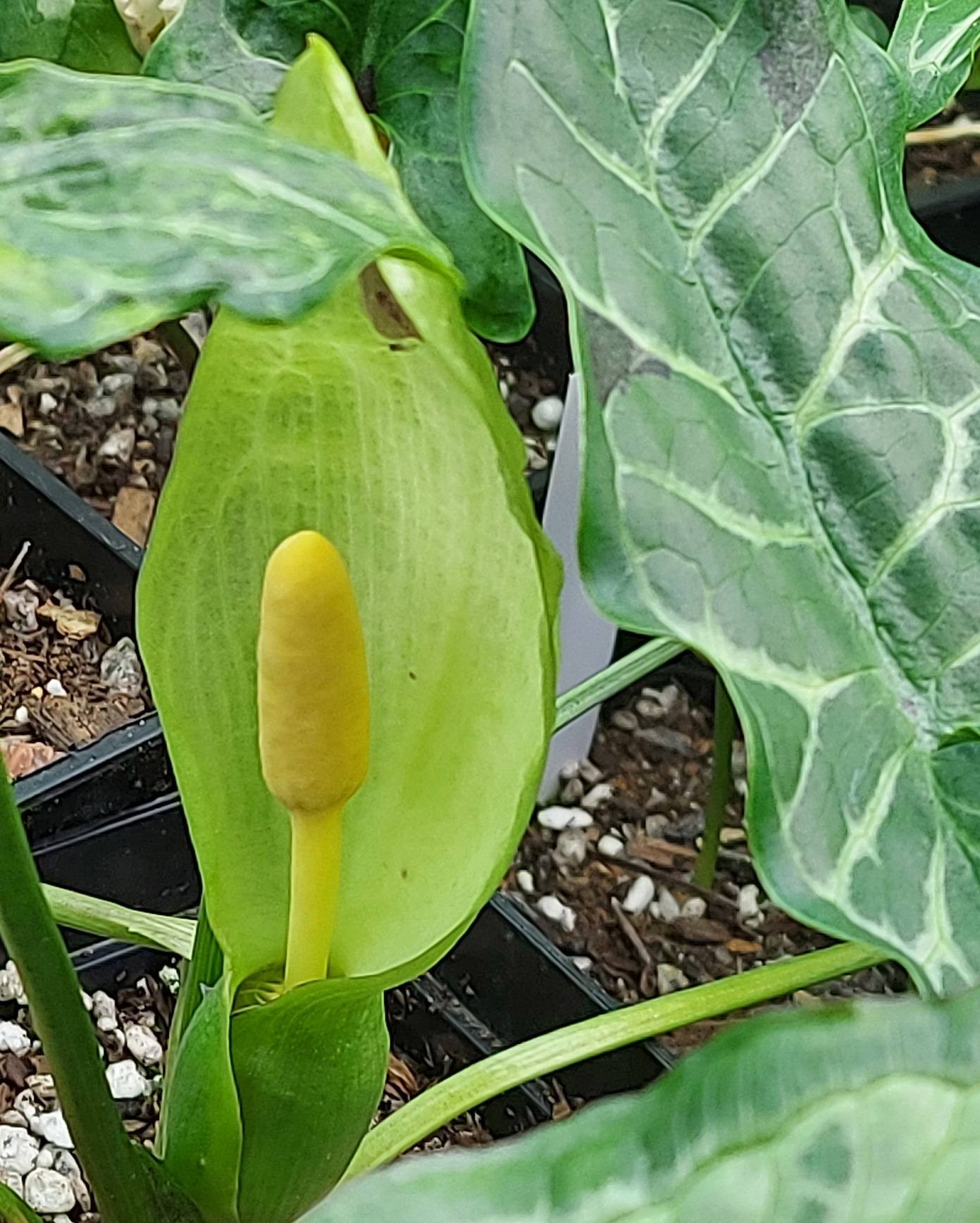 Arum italicum Itma