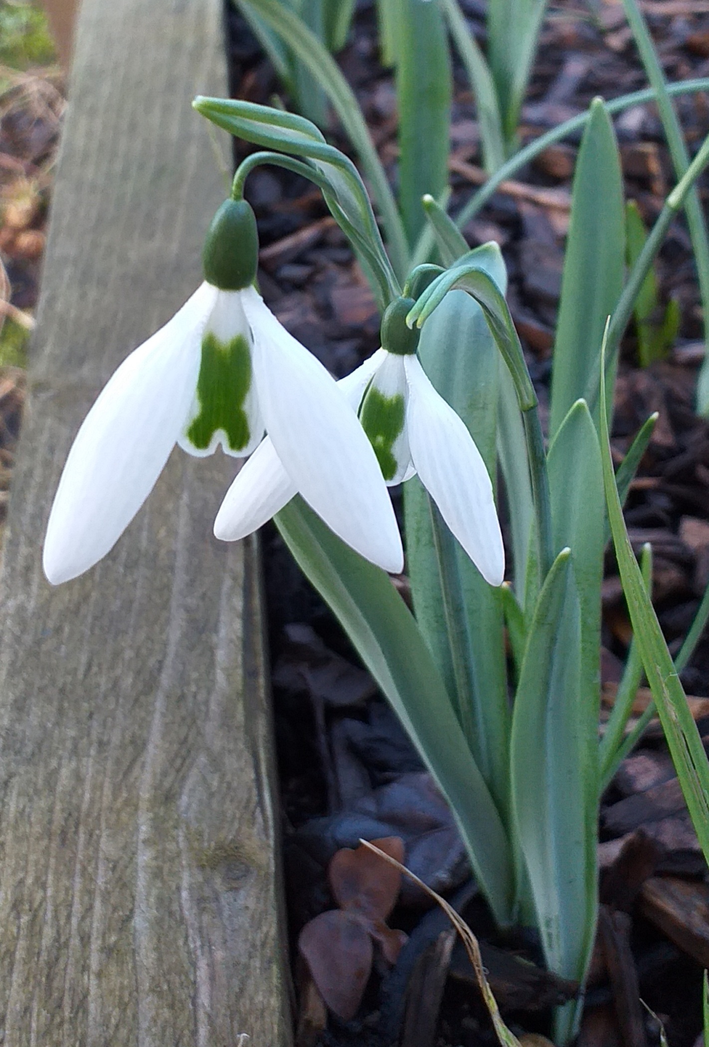 Galanthus X Files
