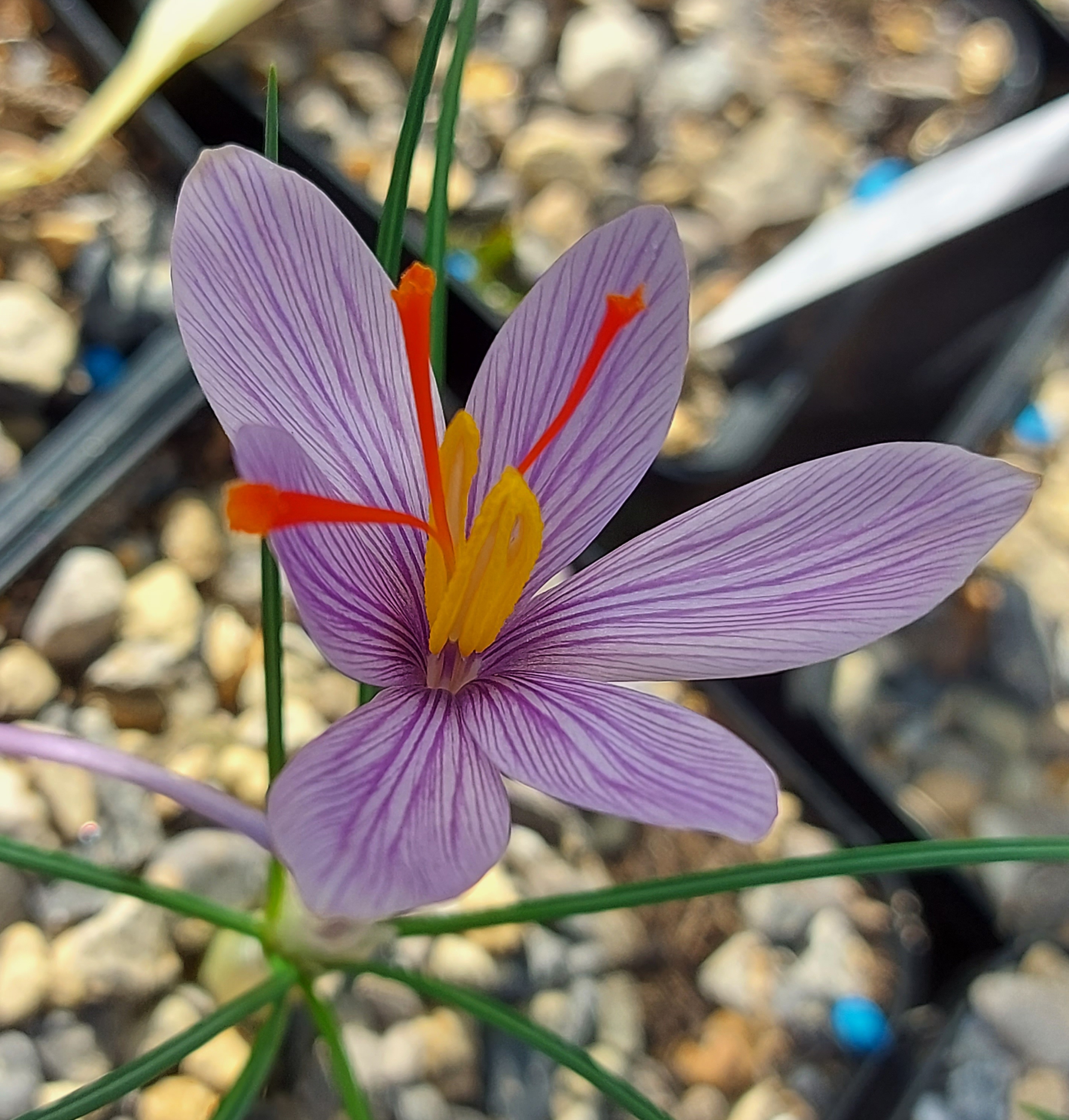 Crocus oreocreticus