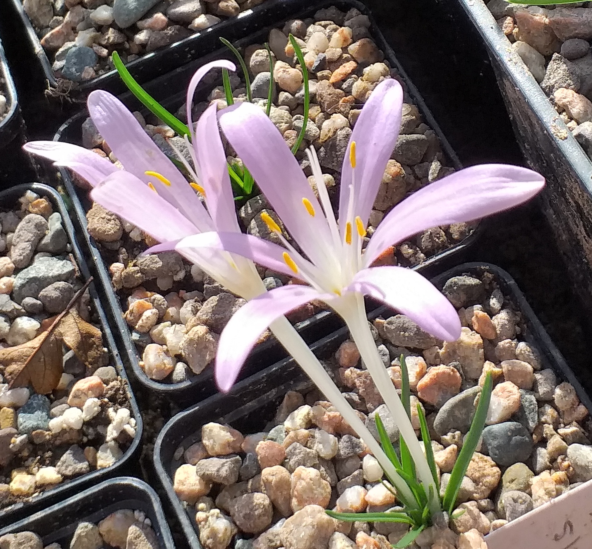 Colchicum parlatoris