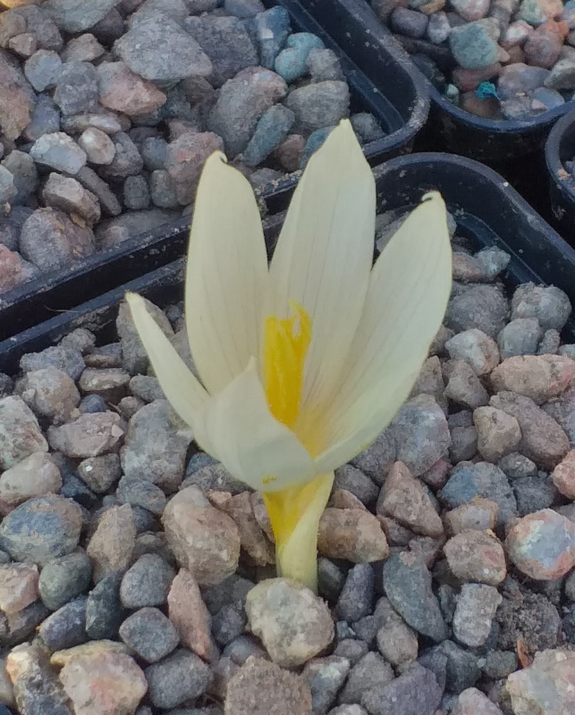 Crocus vallicola