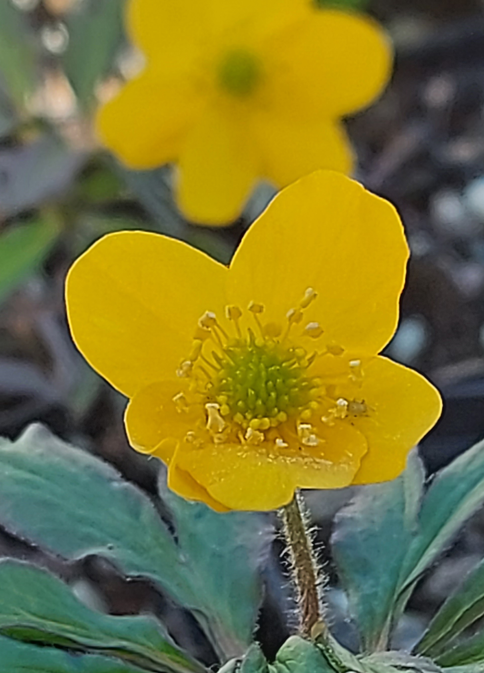 Anemone ranunculoides Orange Form