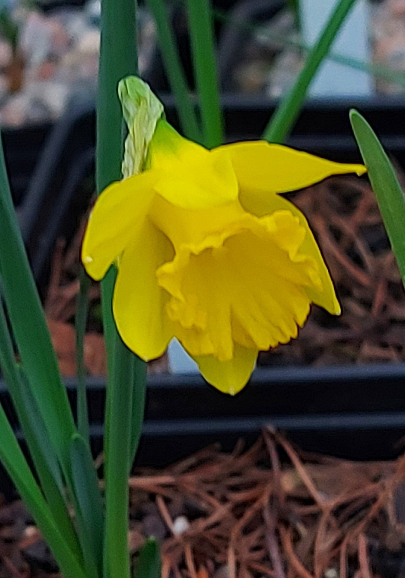 Narcissus asturiensis Navarre