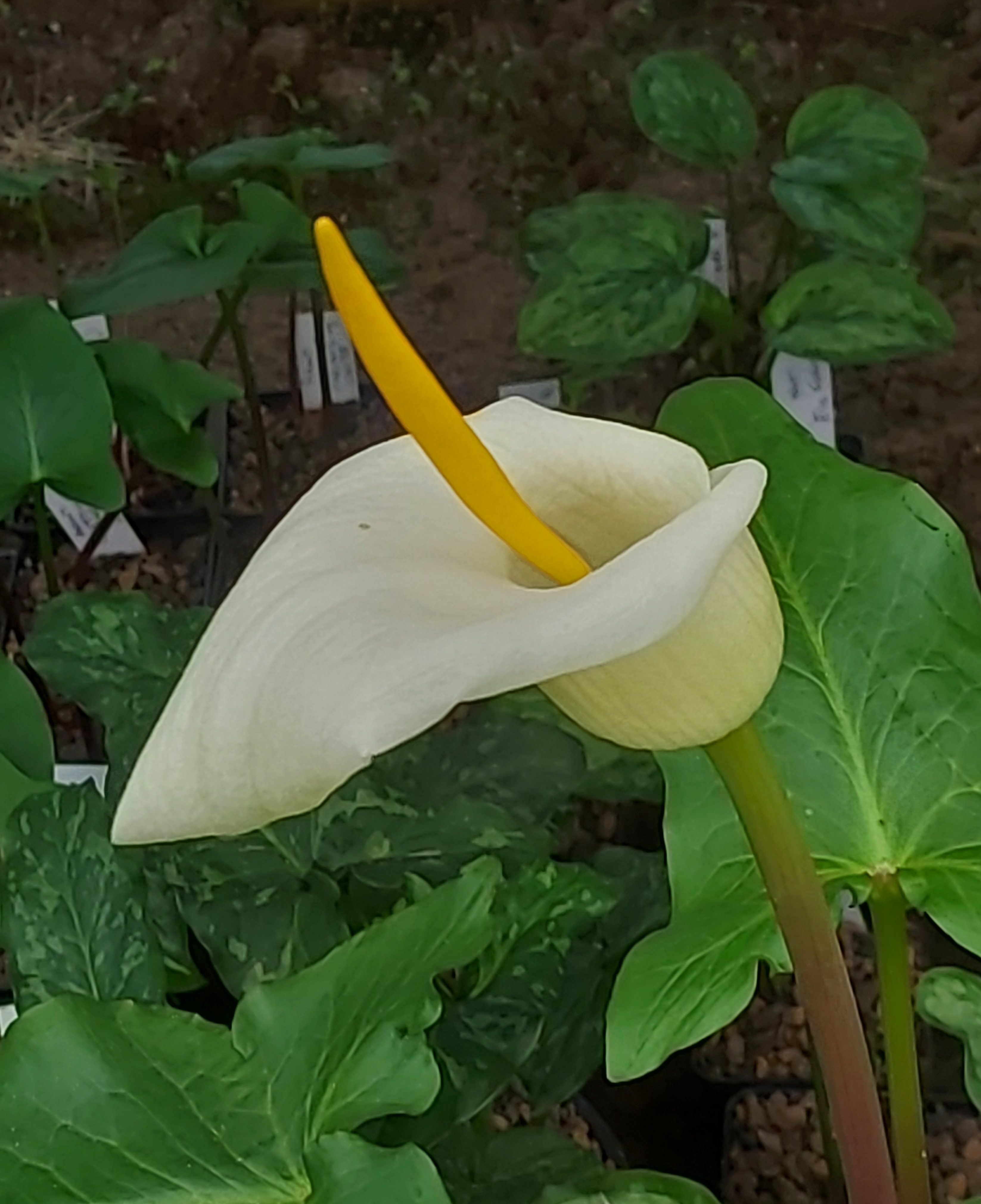 Arum creticum Marmaris White