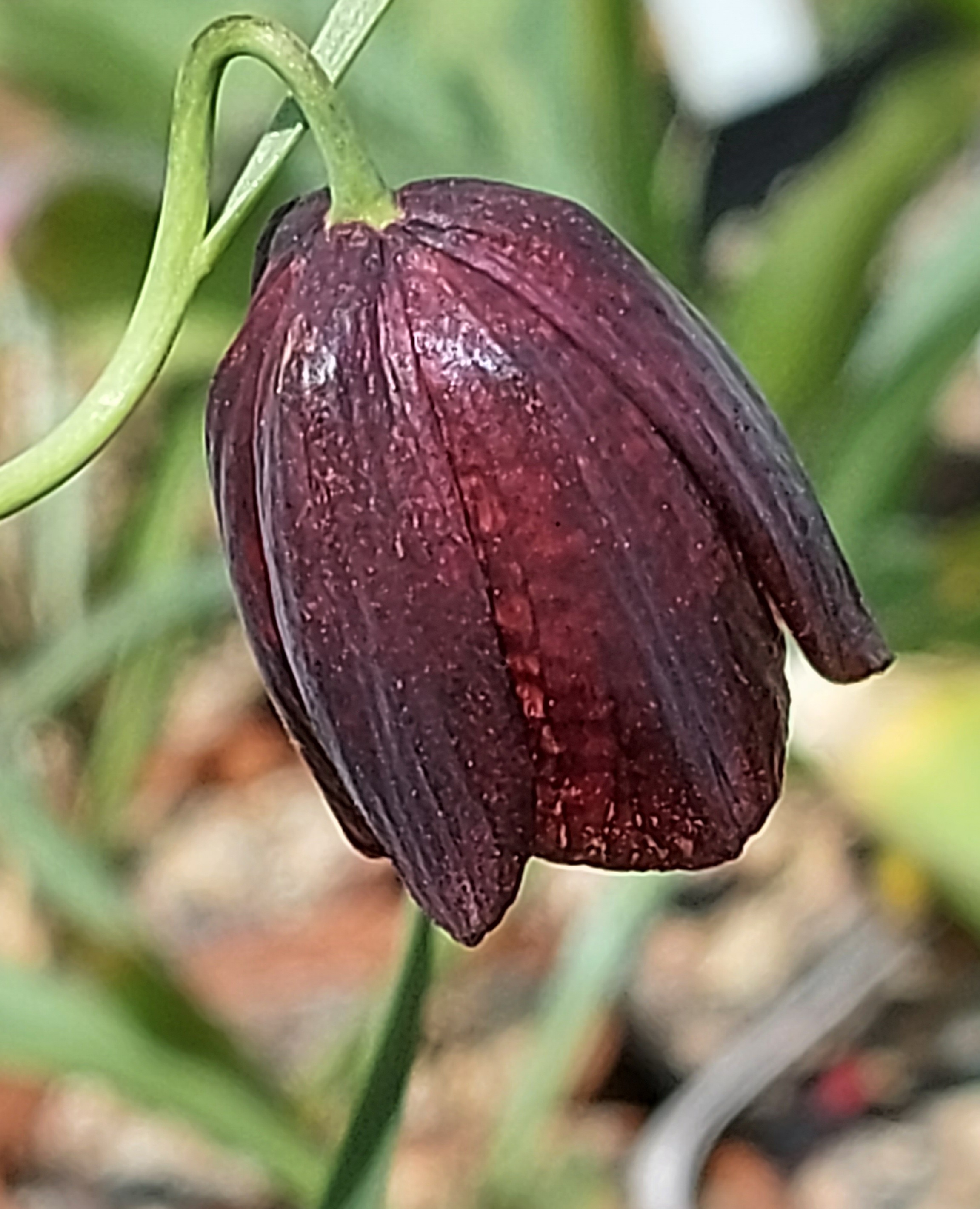 Fritillaria meleagroides