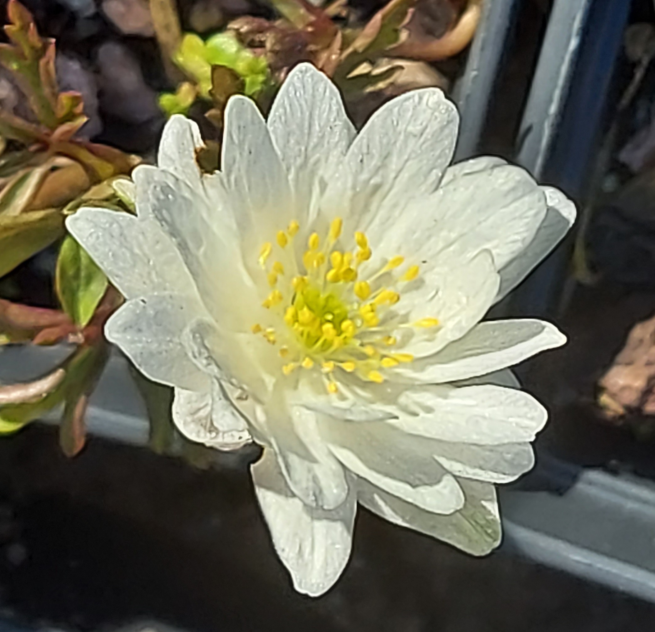 Anemone nemorosa Maret