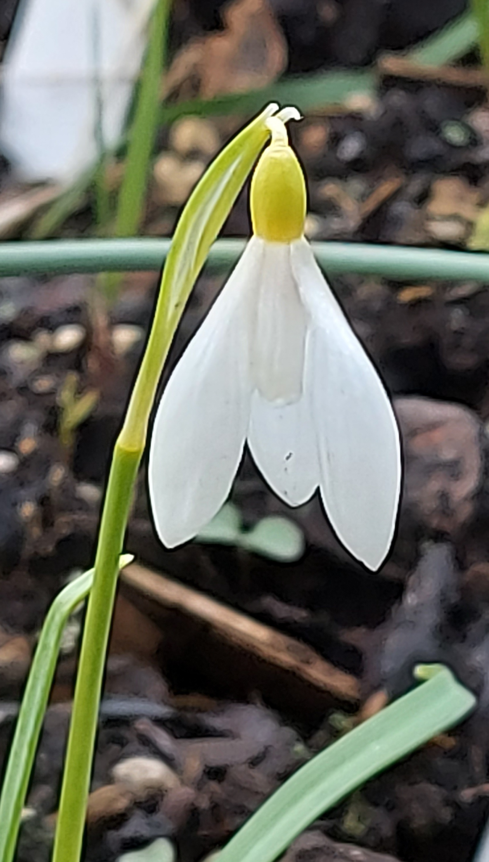 Galanthus Yellow Angel