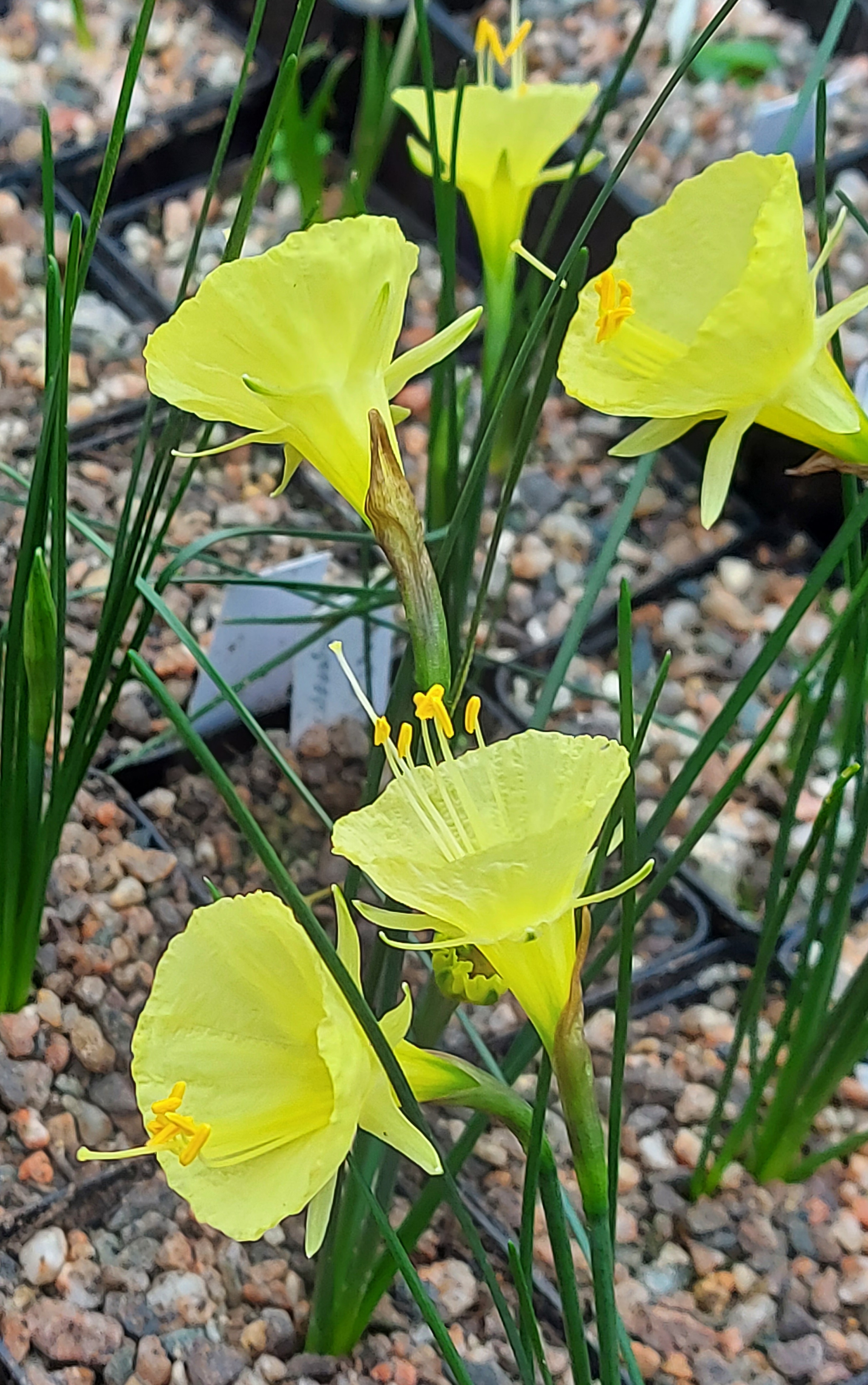Narcissus romieuxii Julia Jane