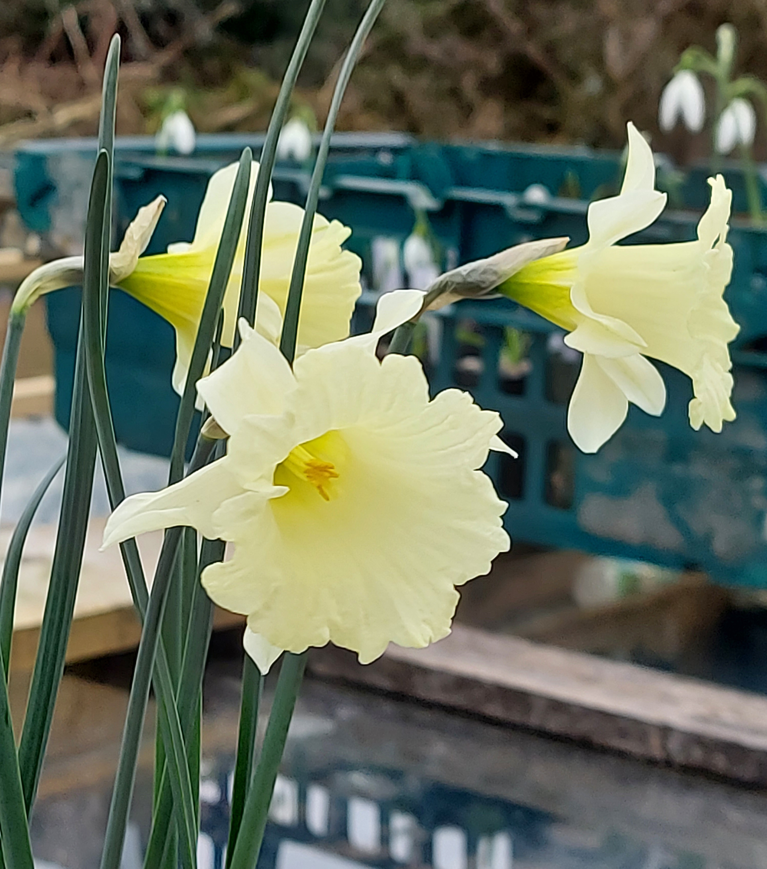 Narcissus Trumpet Voluntary