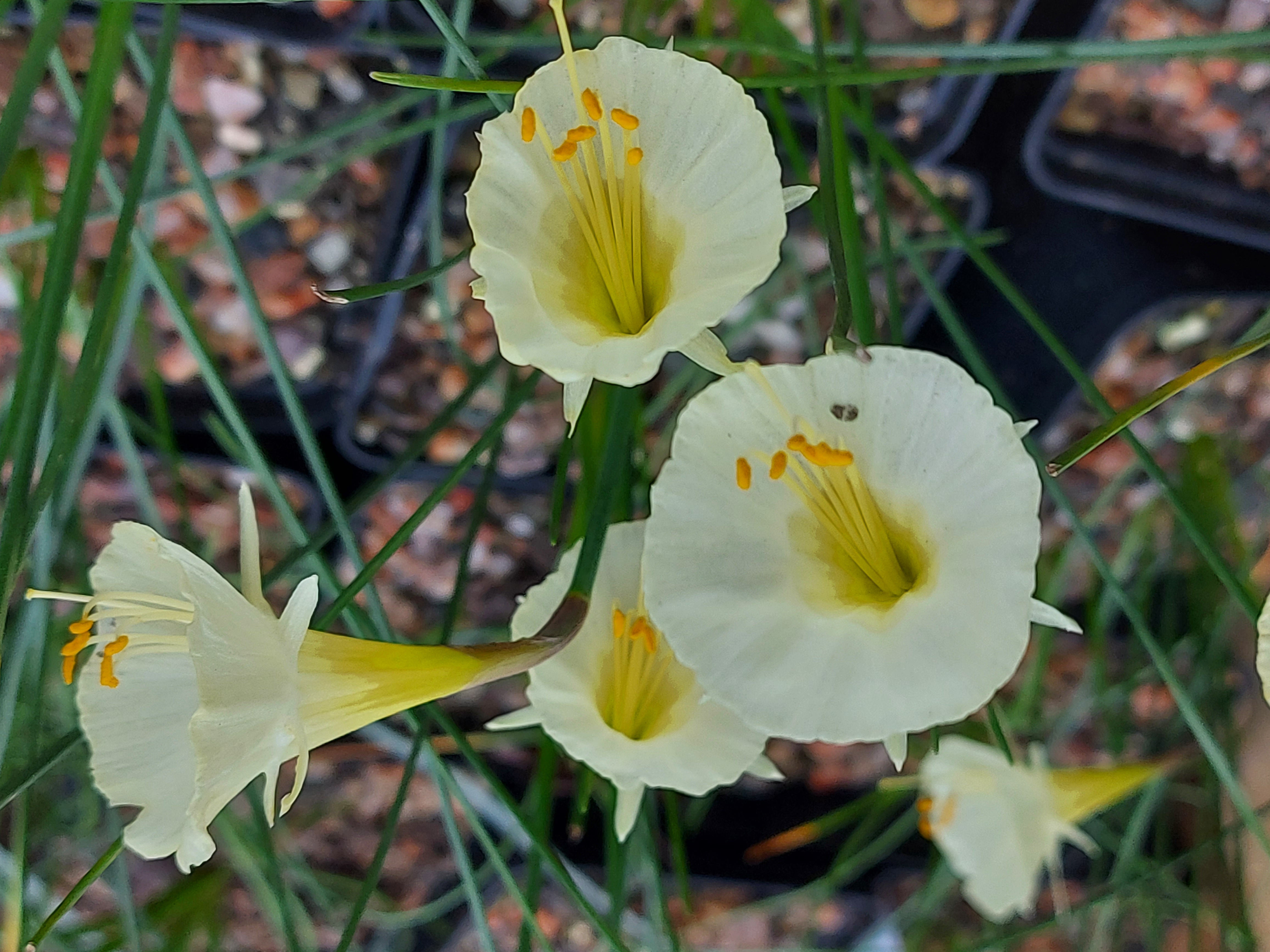 Narcissus Craigton Clumper