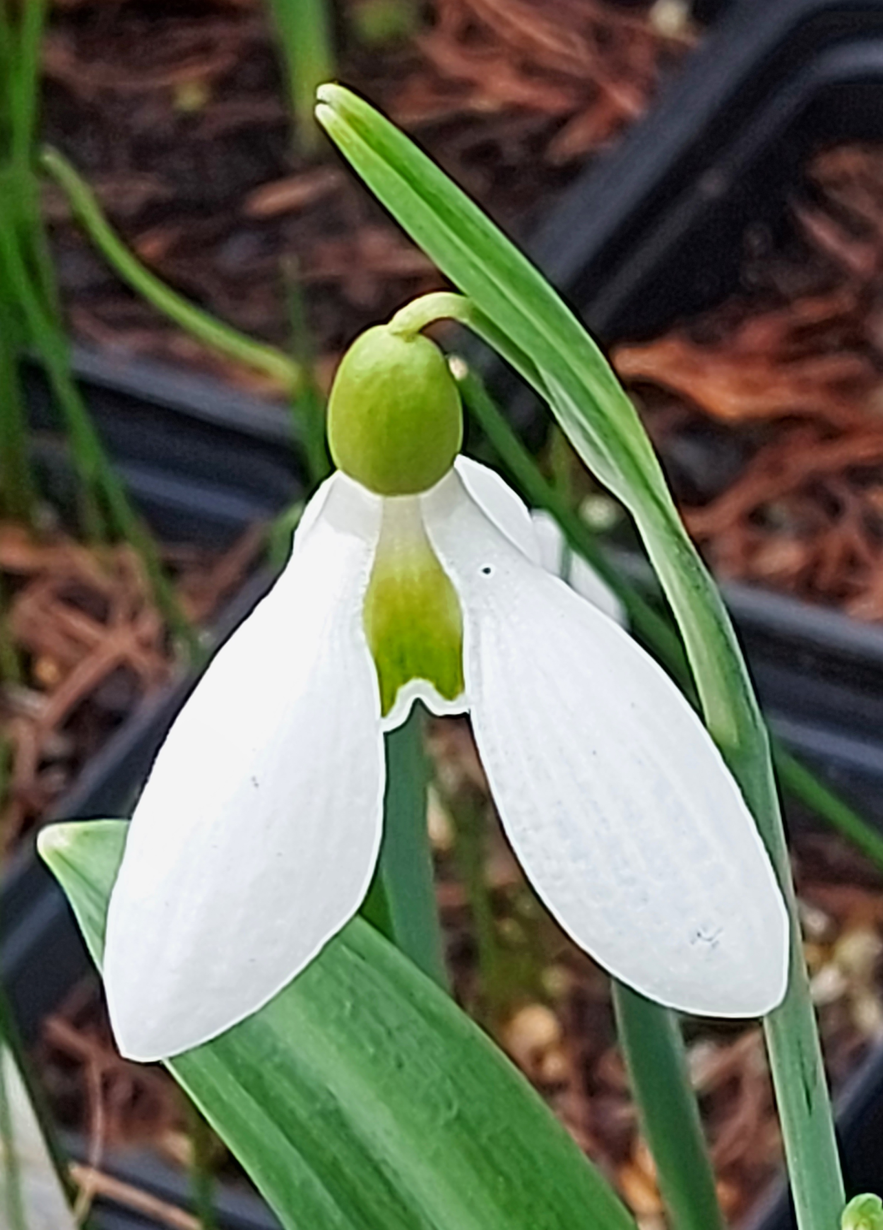 Galanthus Yaffle