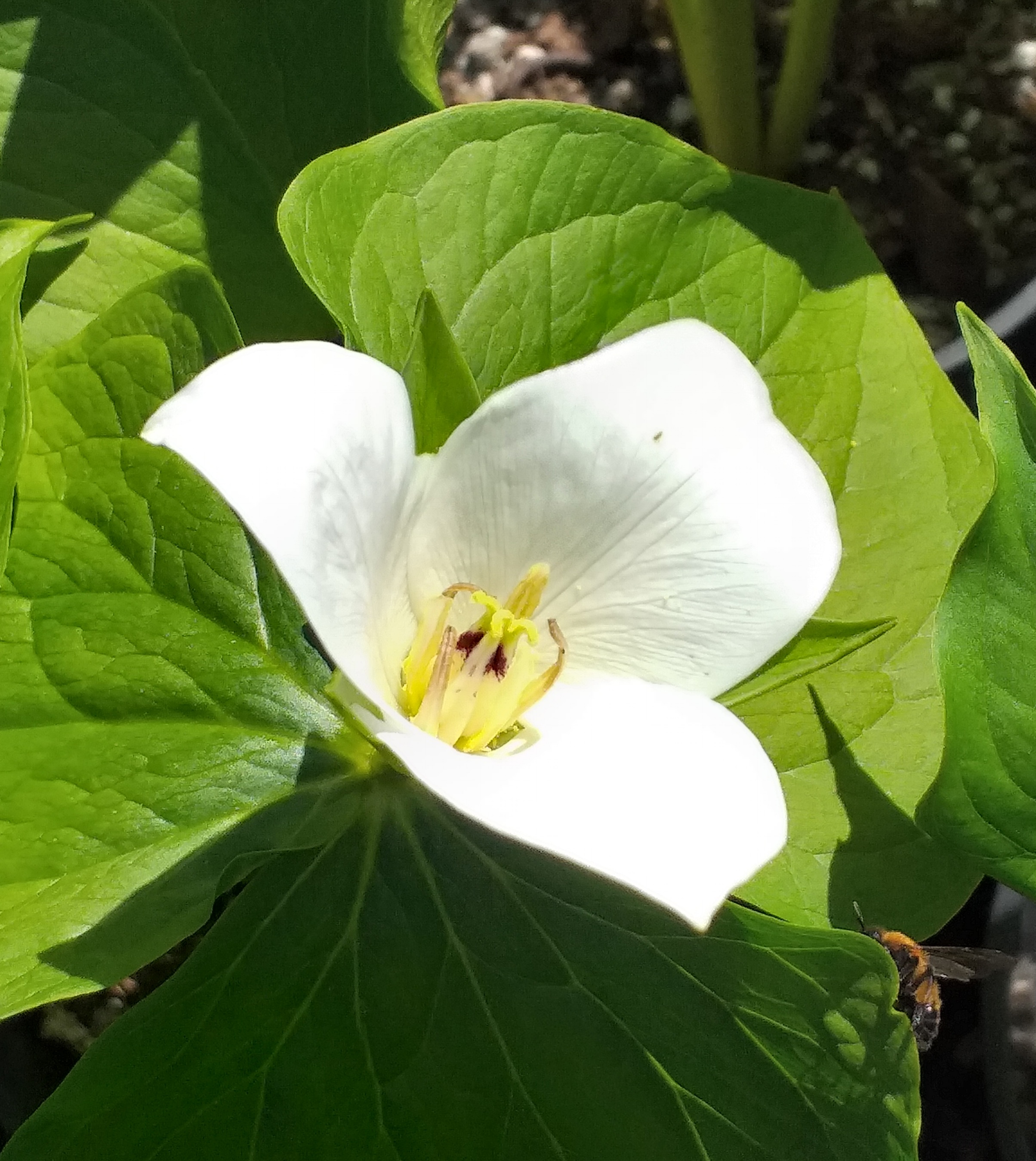 Trillium albidum