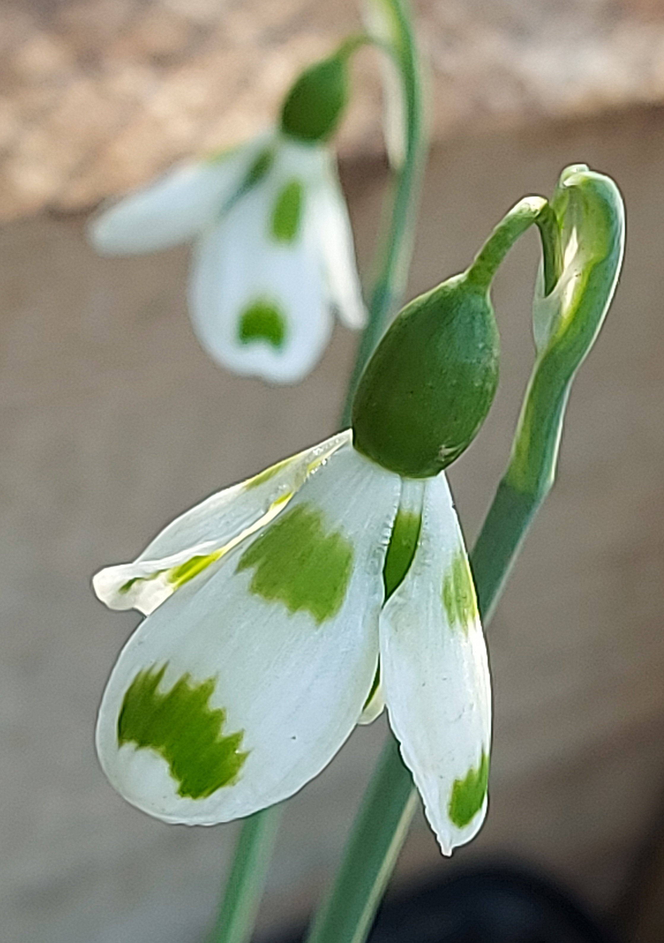 Galanthus Irvington Green