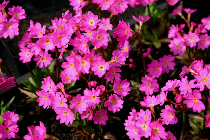 Primula rosea Grandiflora