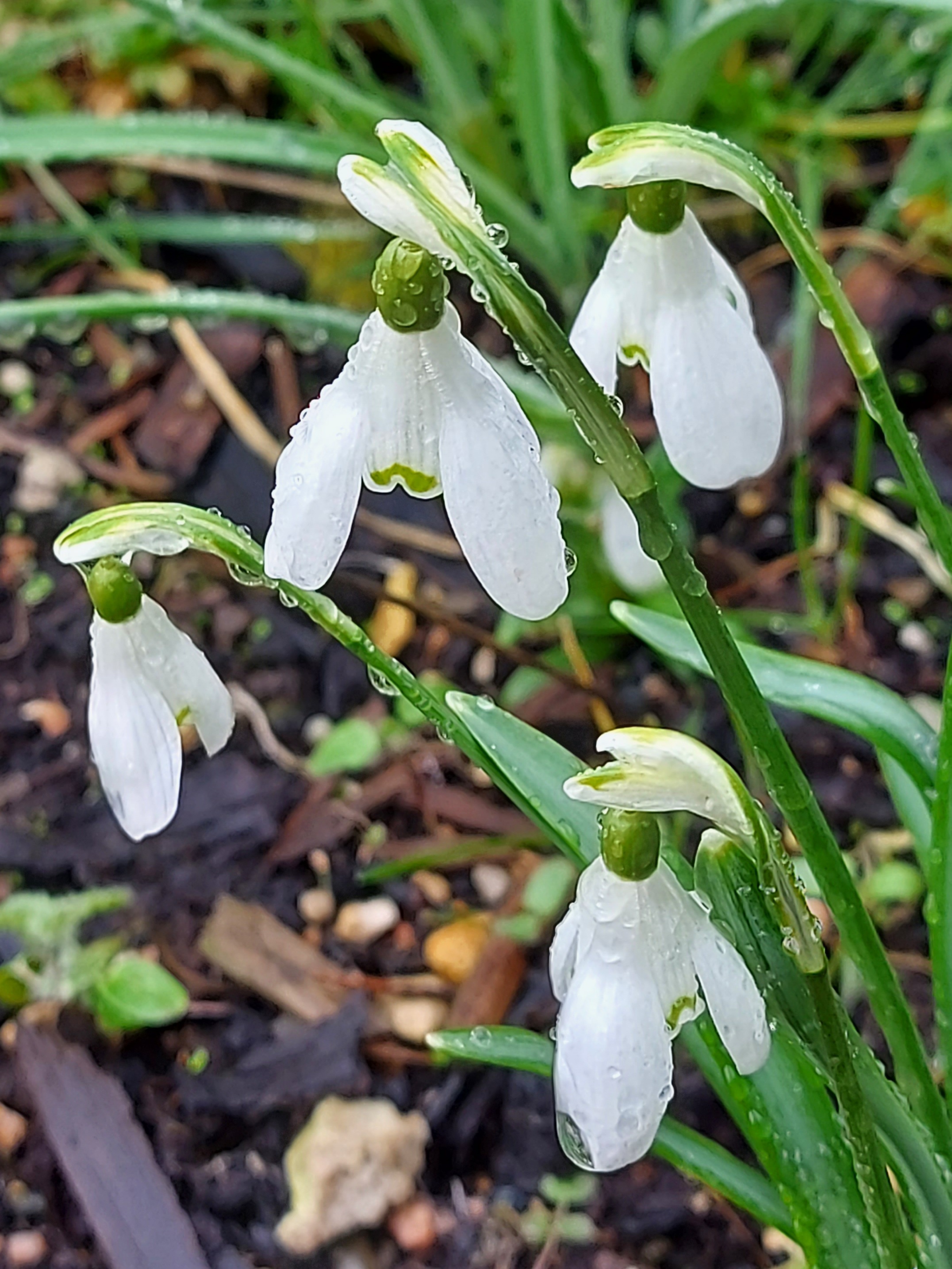 Galanthus Miss Adventure