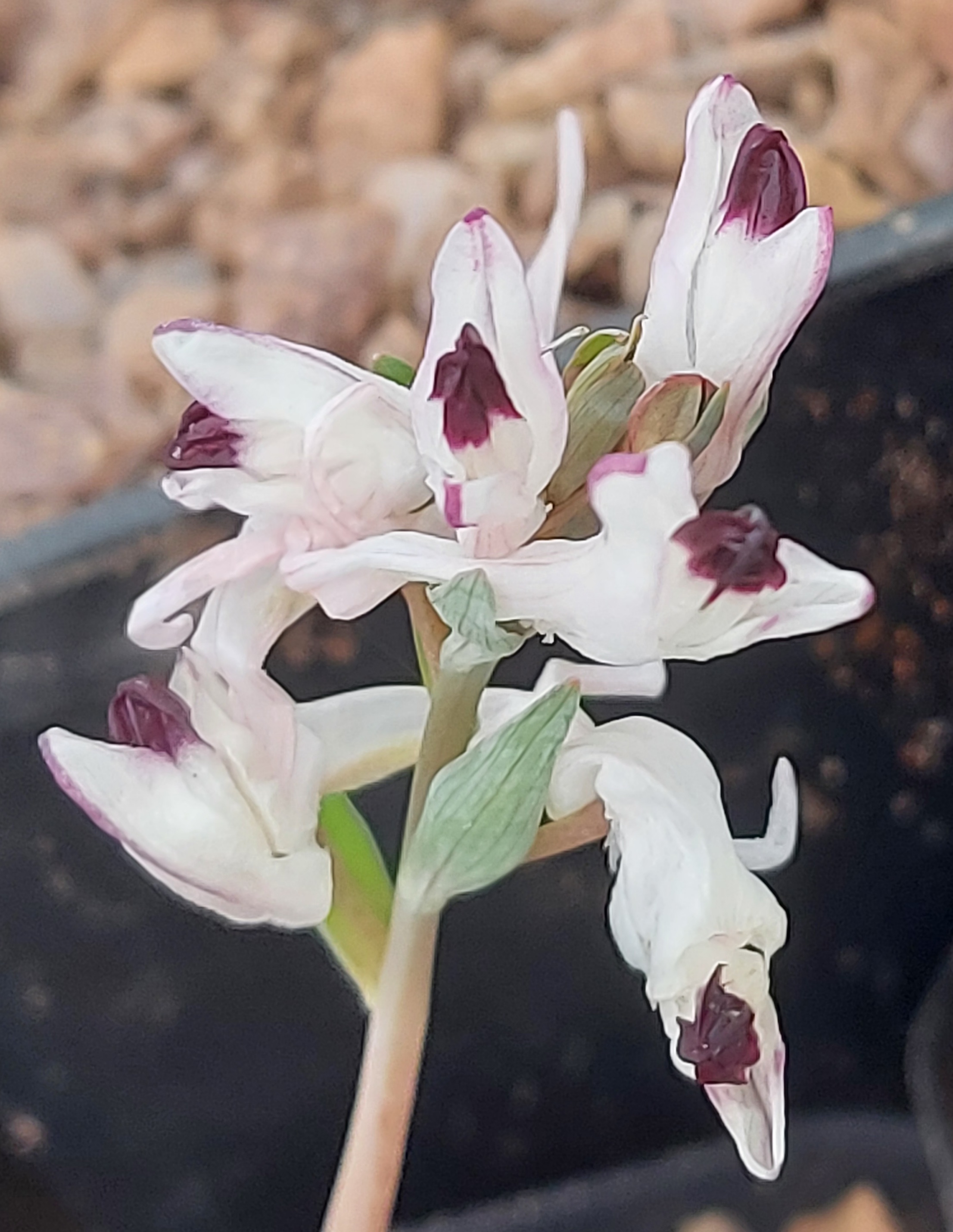 Corydalis schanginii ssp ainae