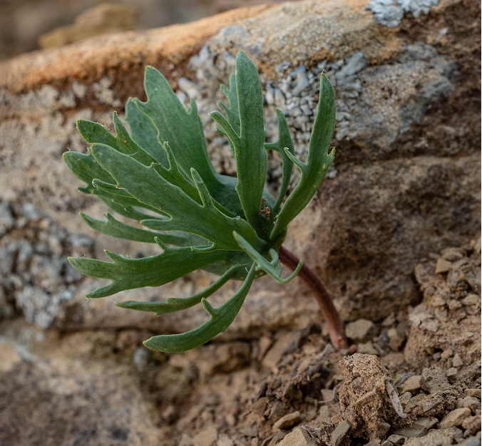 Eriospermum alcicorne