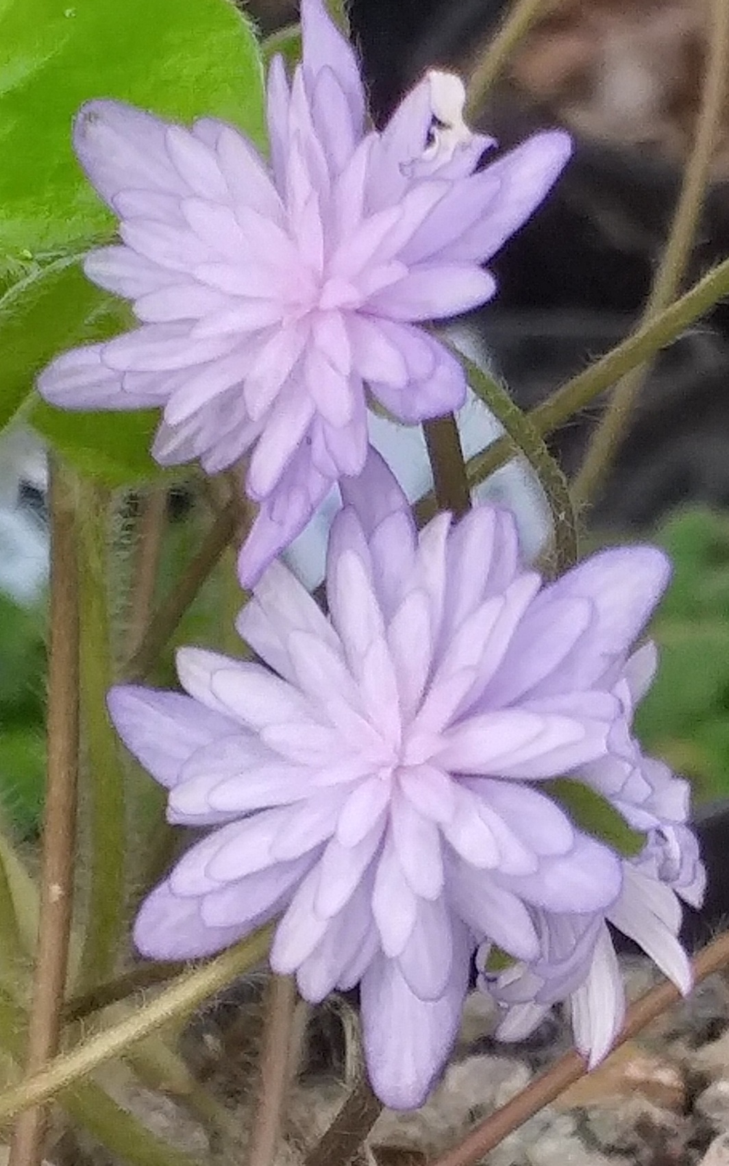 Hepatica japonica Murasaki-shikibu