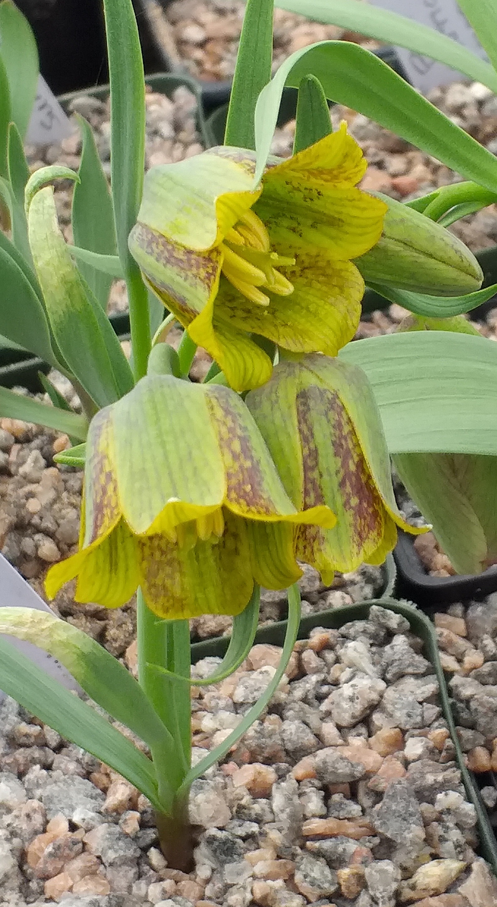 Fritillaria crassifolia Sunny Day