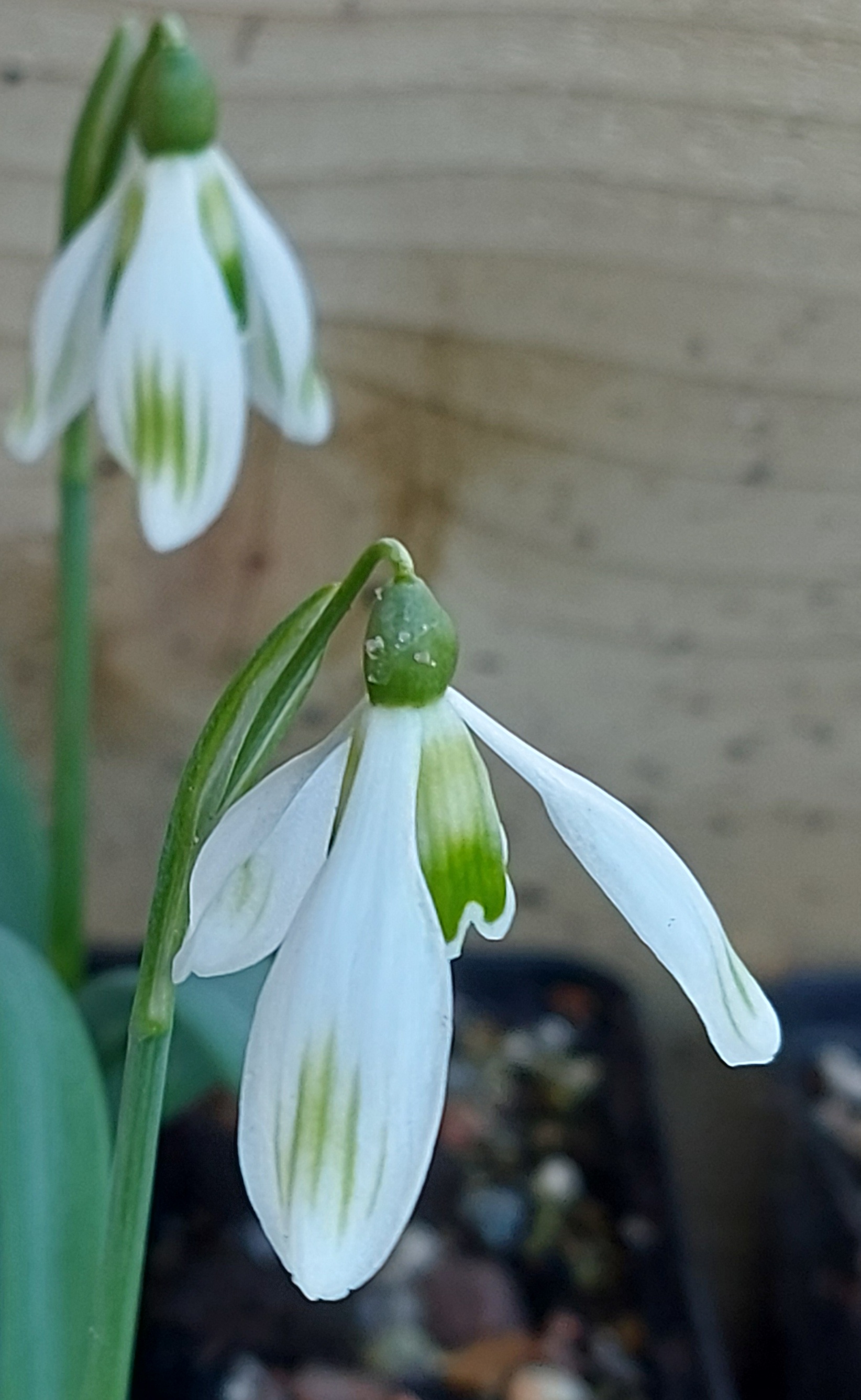 Galanthus Child of the Forest