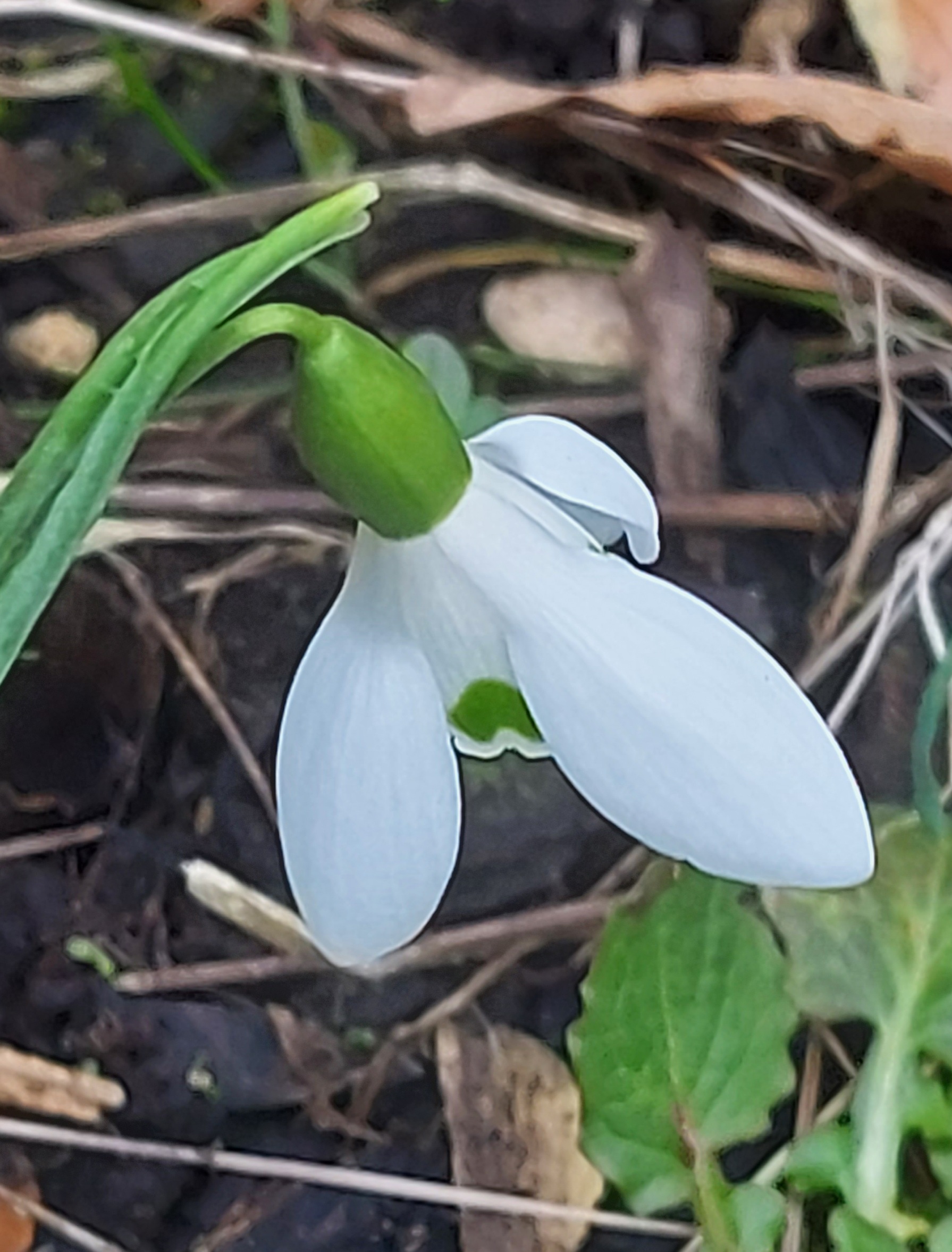 Galanthus Ruth Birchall