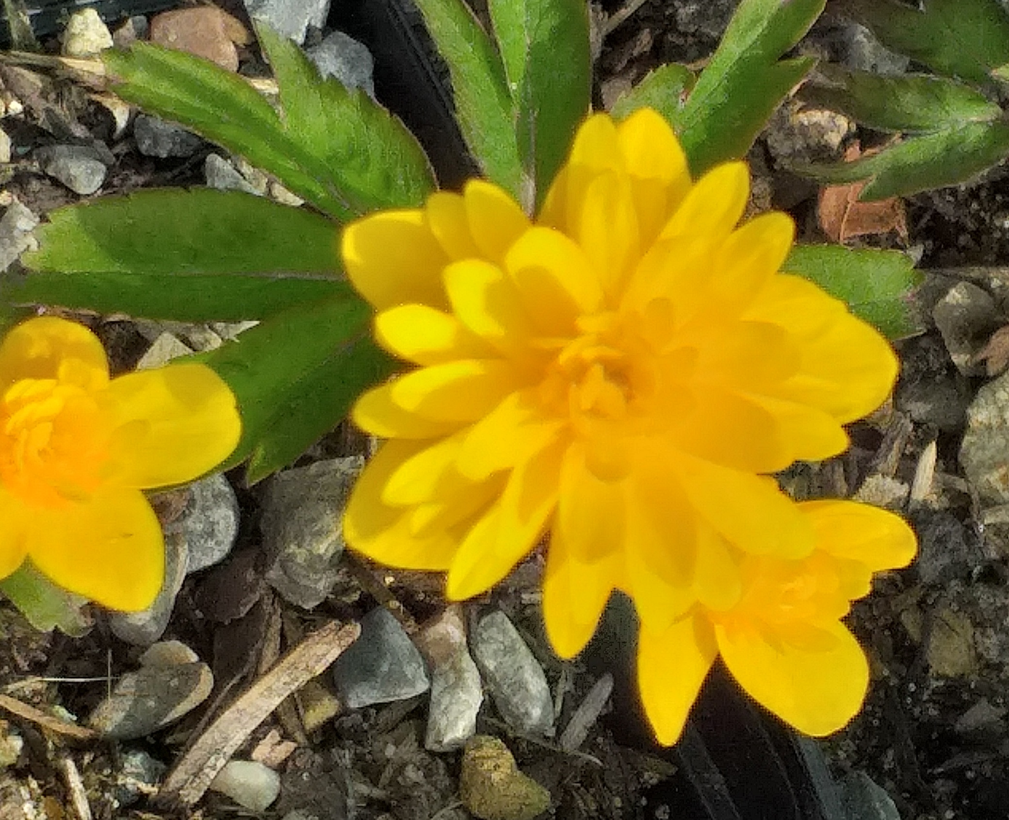 Anemone ranunculoides Orjaku