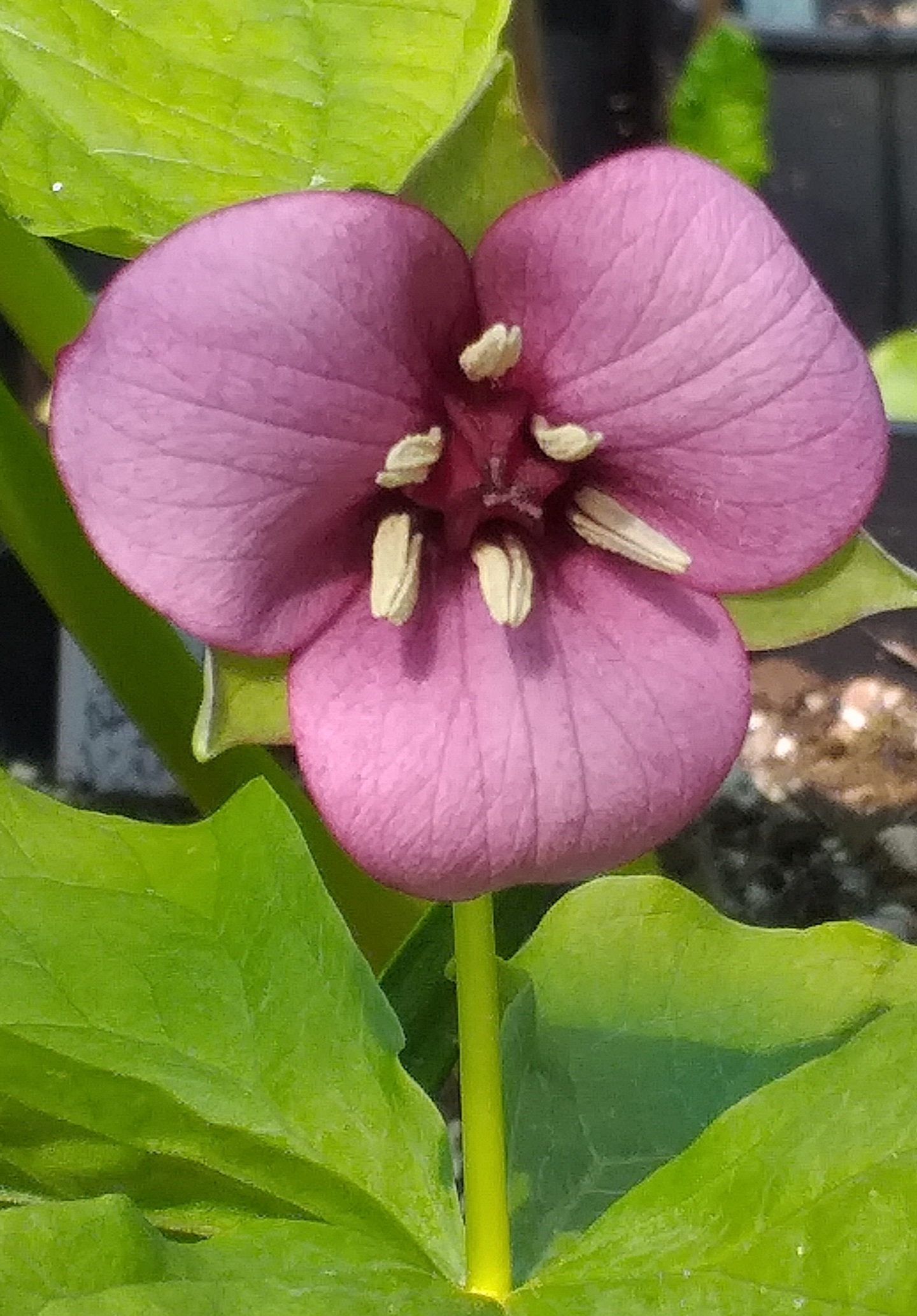 Trillium x flexatum Pink Form