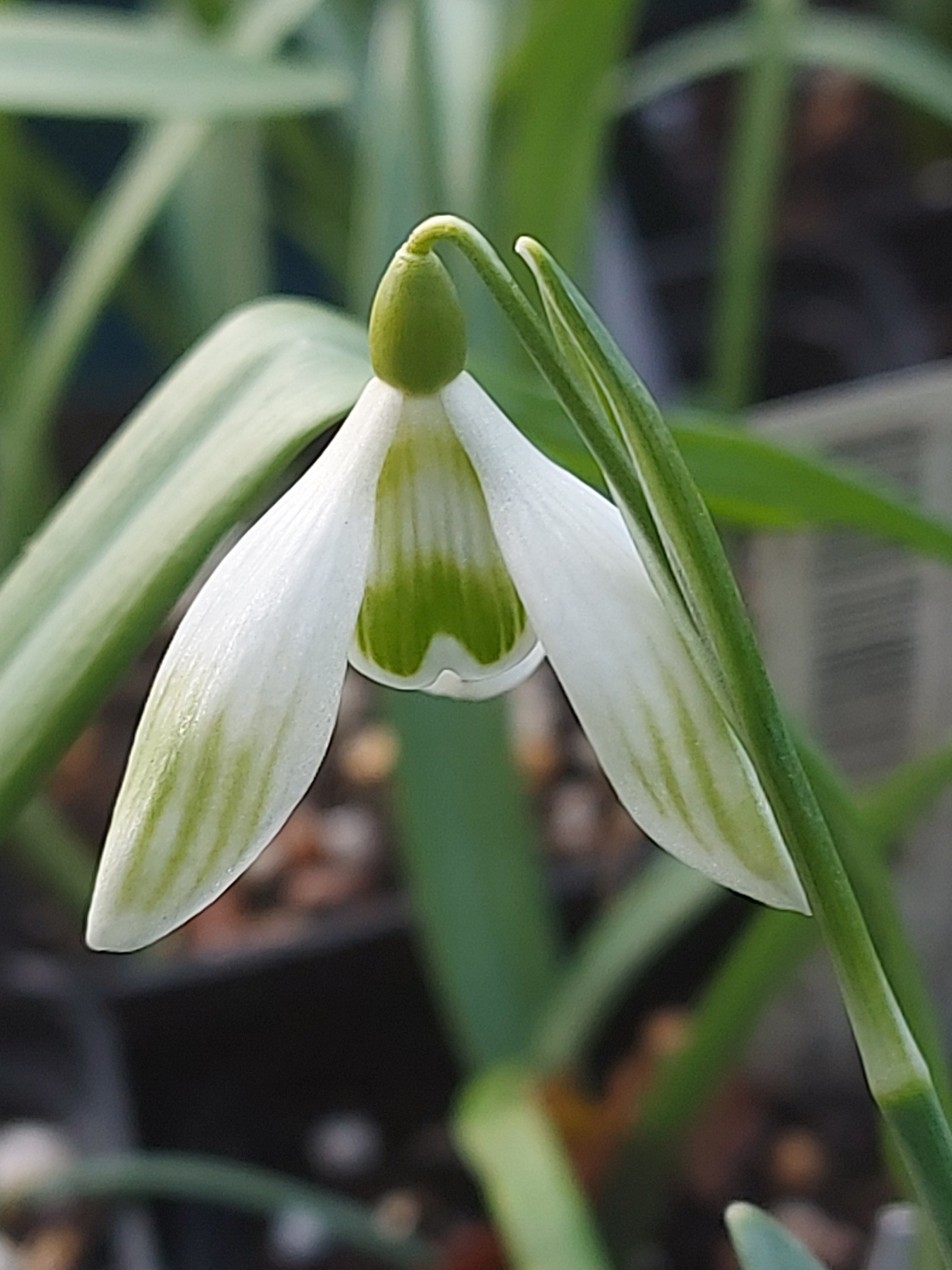 Galanthus Hugh Mackenzie