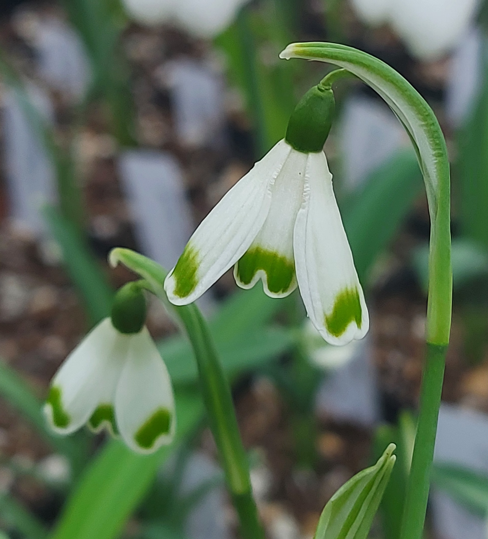 Galanthus Bell Star