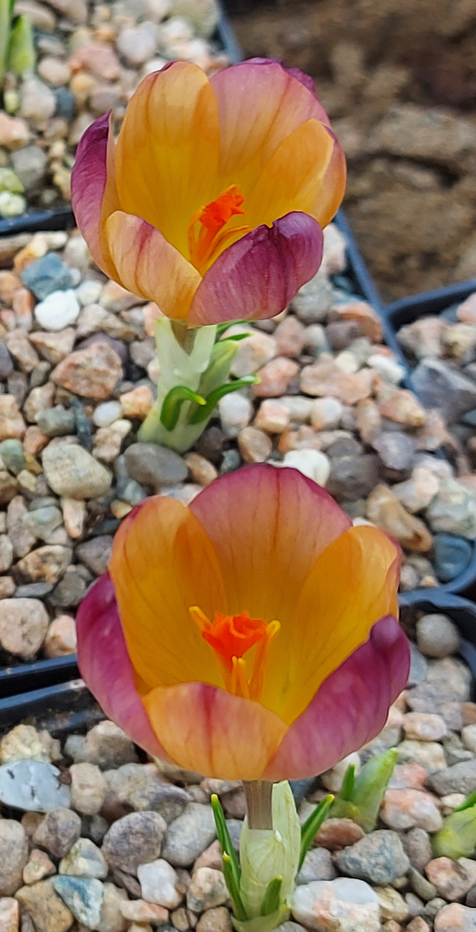Crocus Rainbow Gold