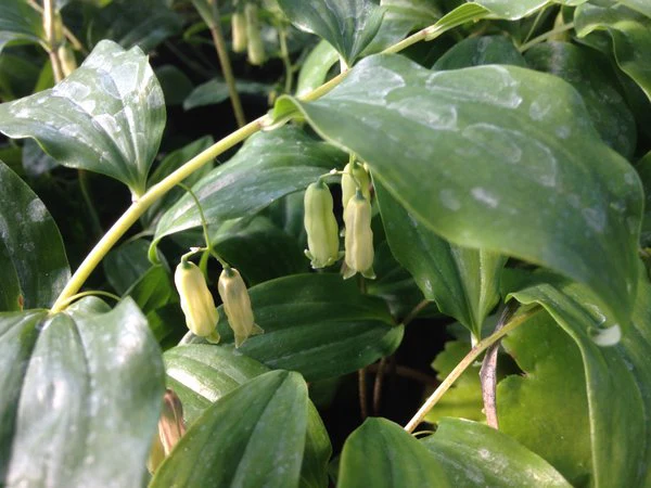 Polygonatum yunnanensis