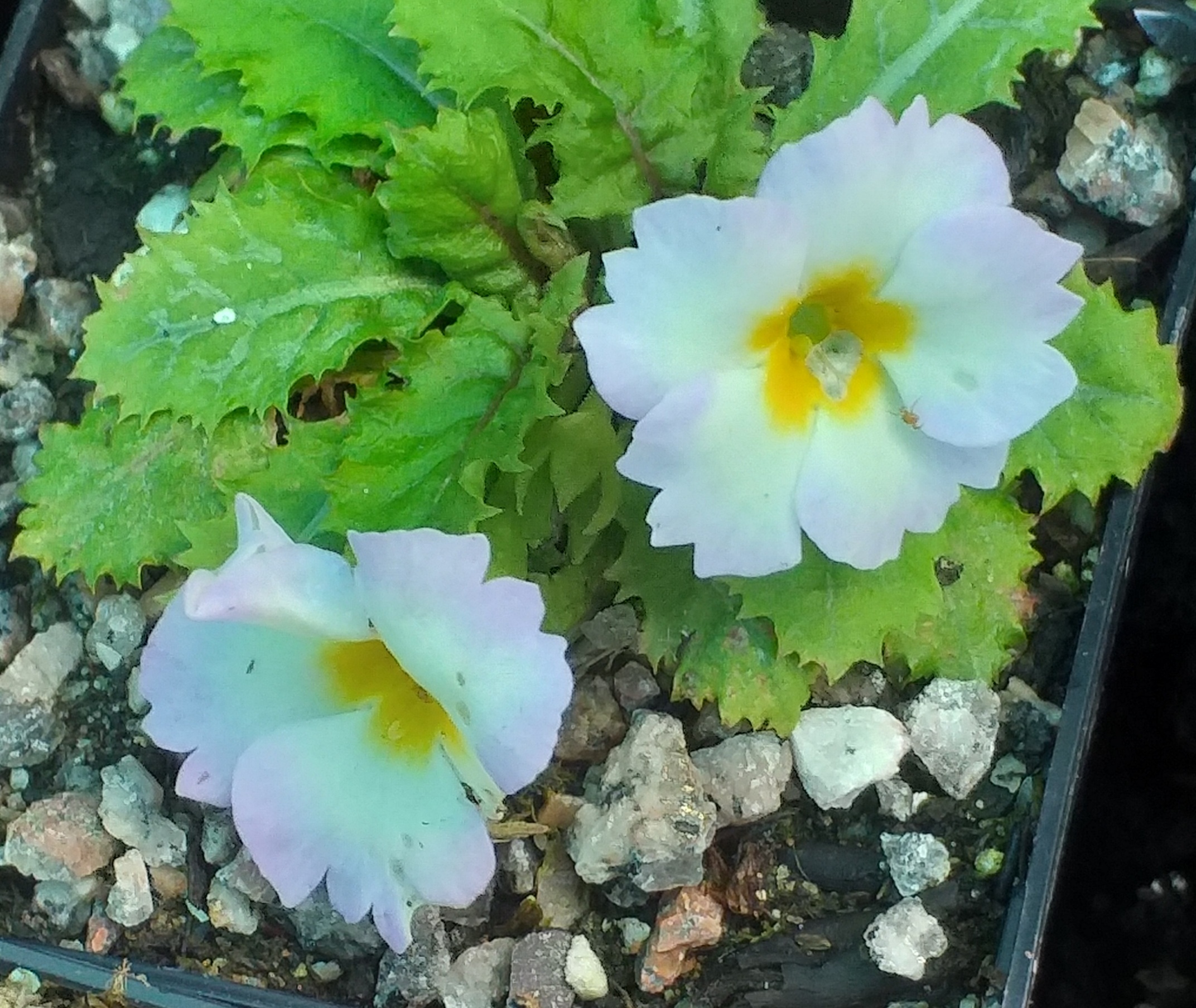 Primula Tinney's Moonlight