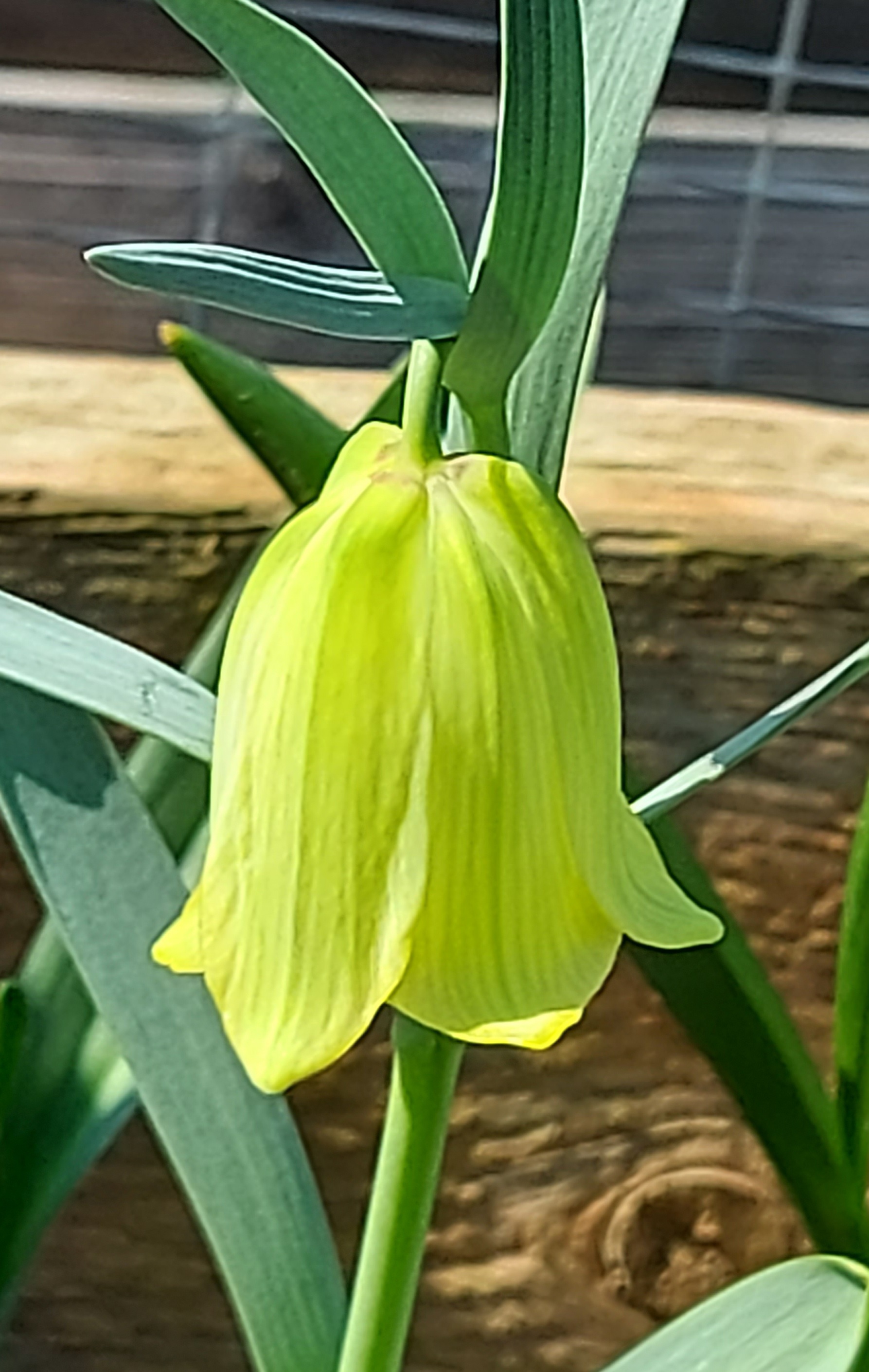 Fritillaria pyrenaica Lutea