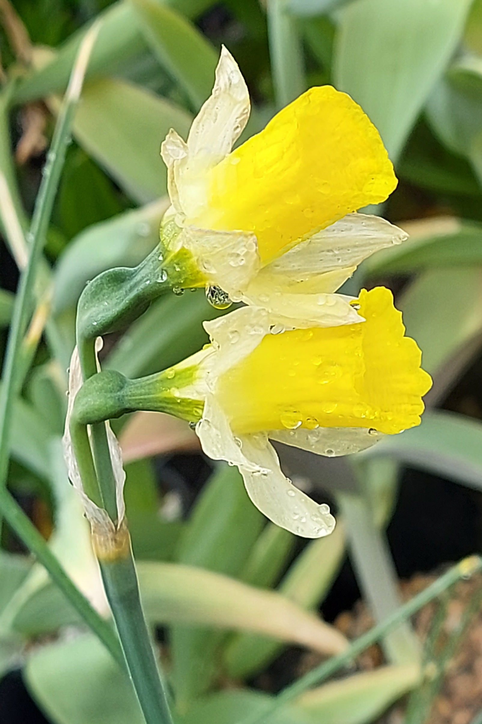 Narcissus nevadensis