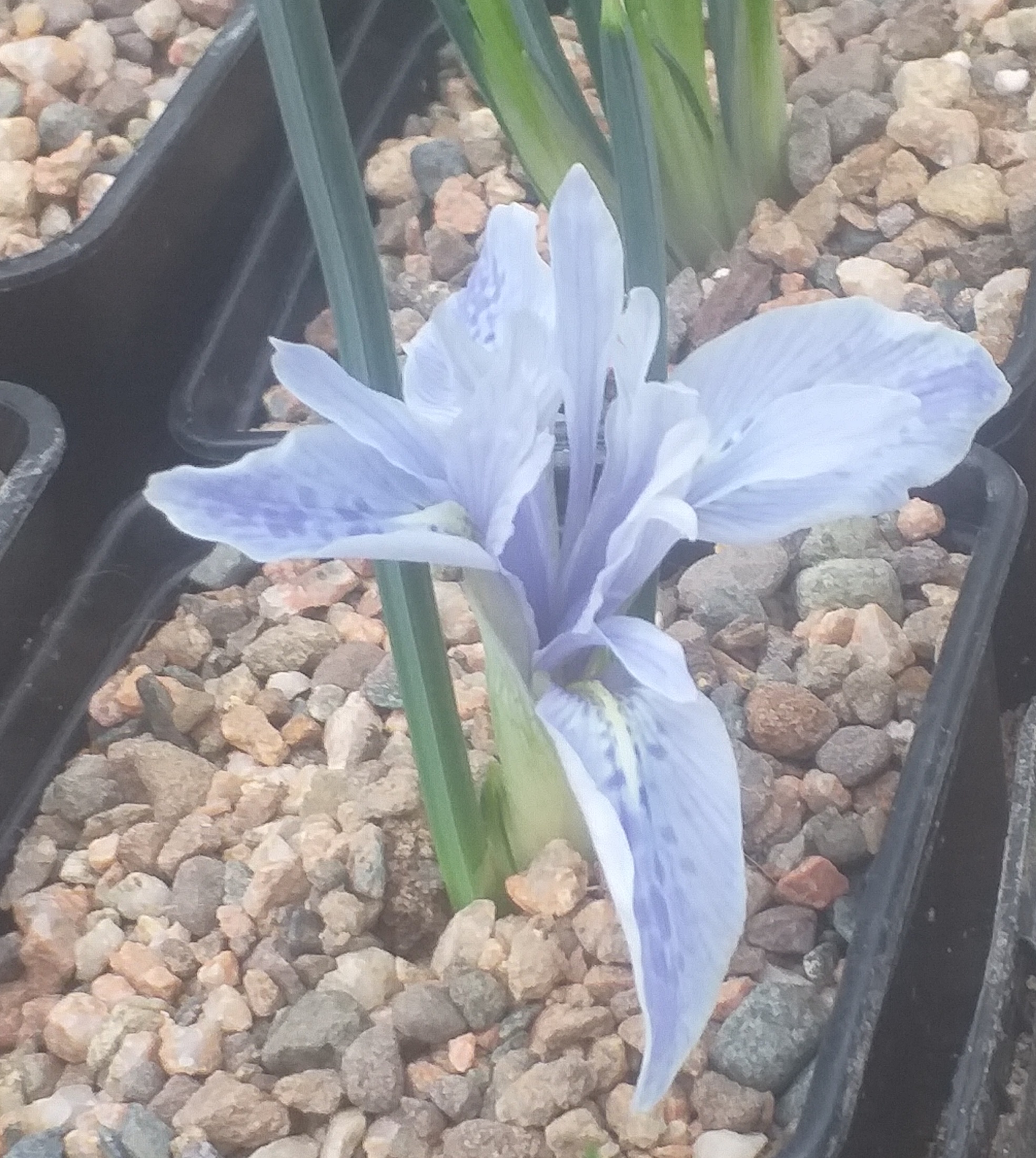 Iris vartanii