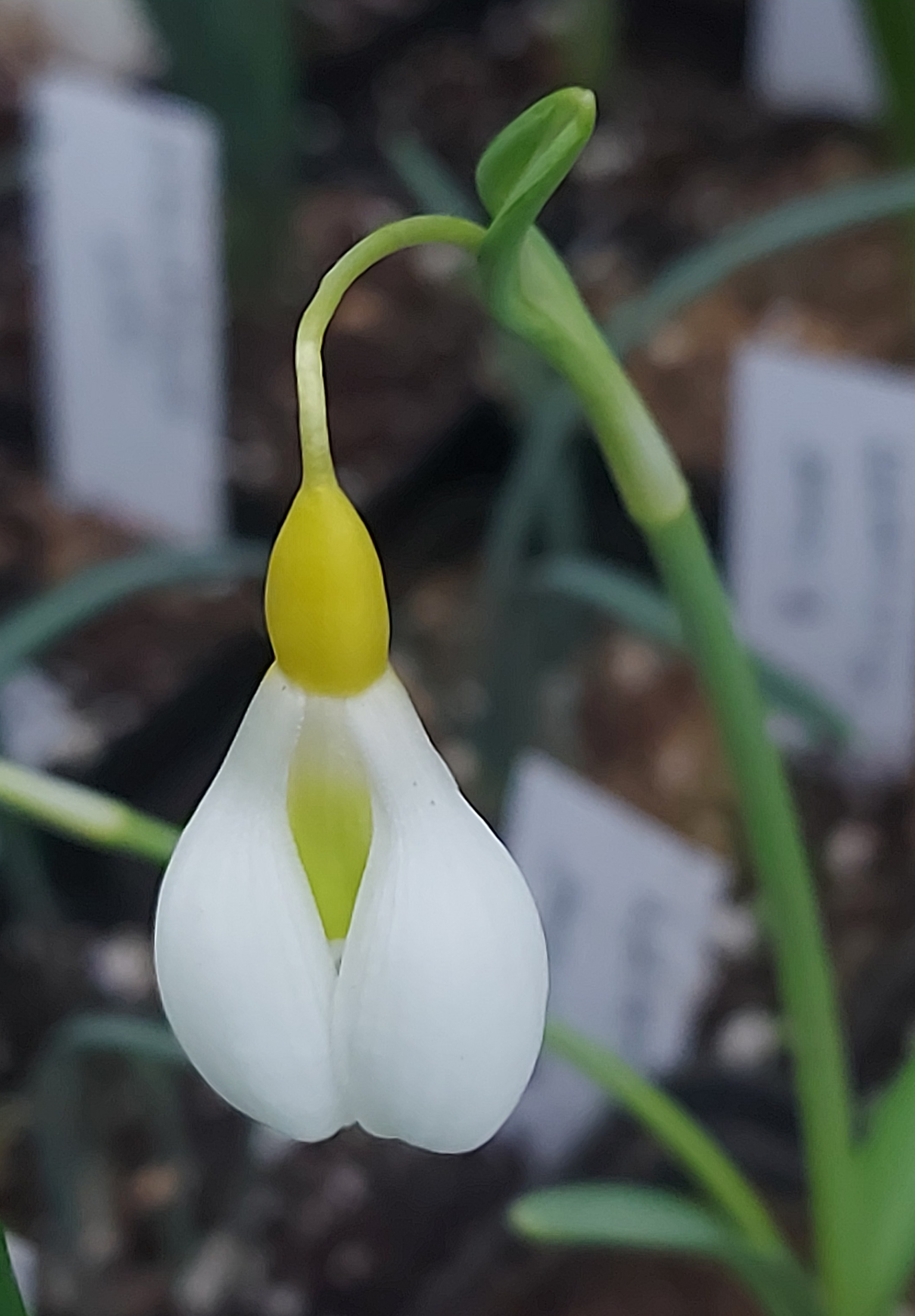 Galanthus Chantry Dazzle