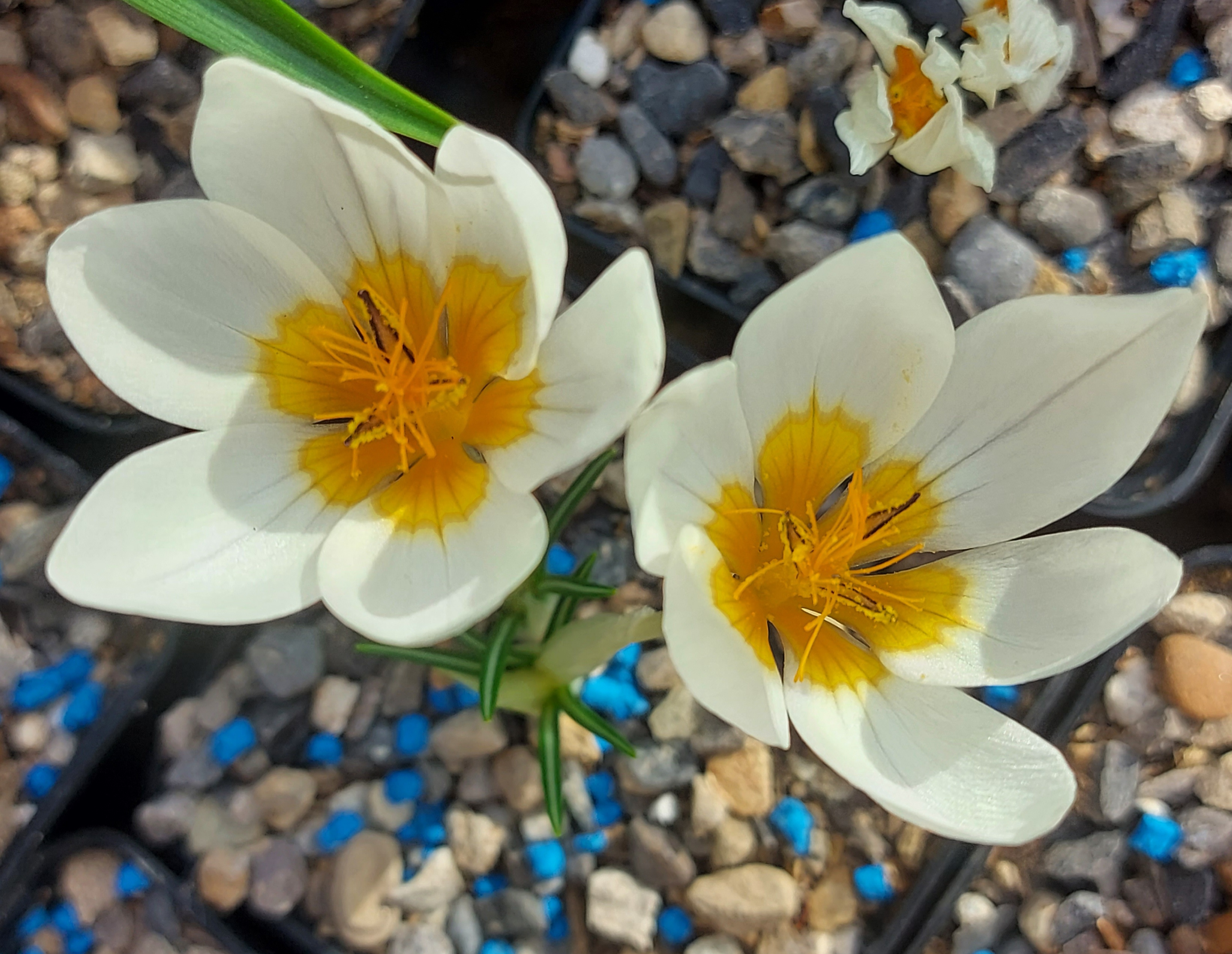 Crocus hyemalis