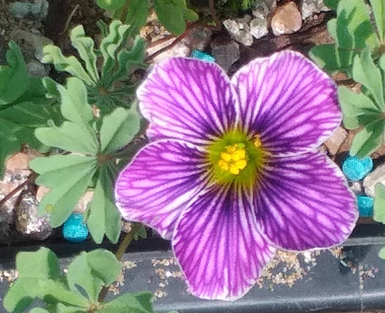 Oxalis enneaphylla Gwen McBride